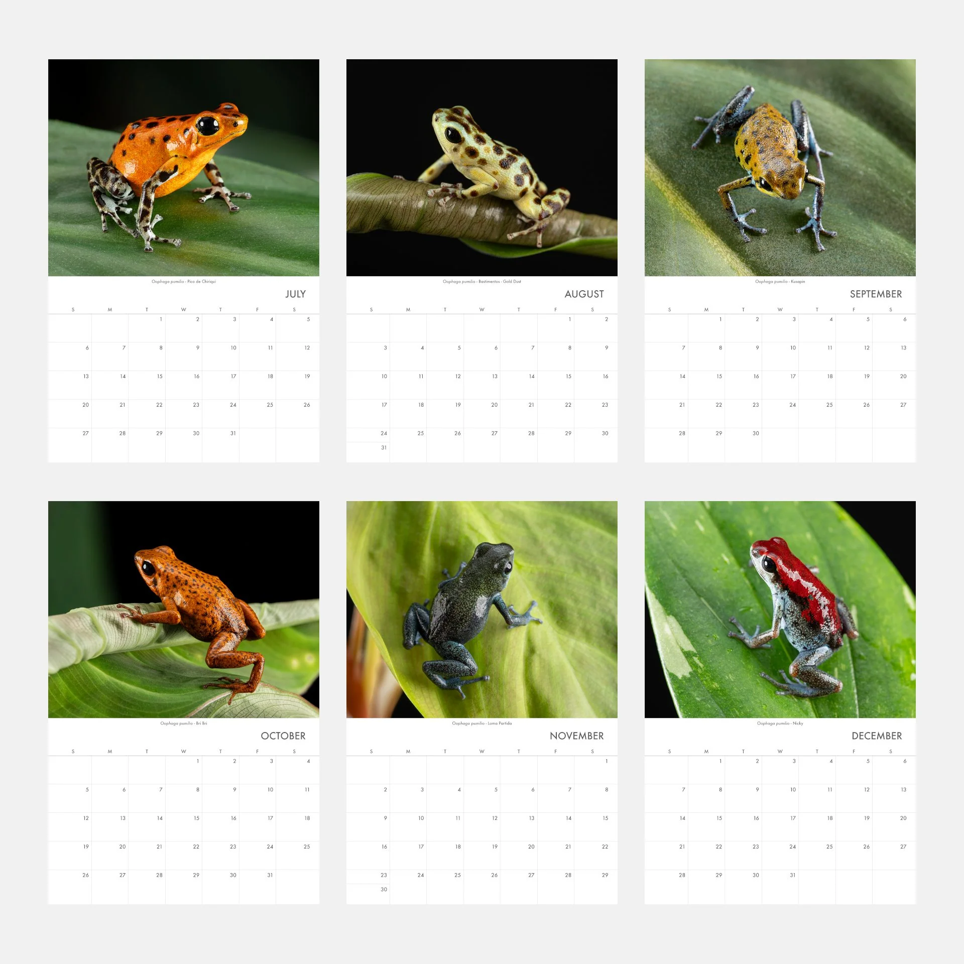 Oophaga pumilio 2025 Wall Calendar 11″ x 16.5″ - Image 3