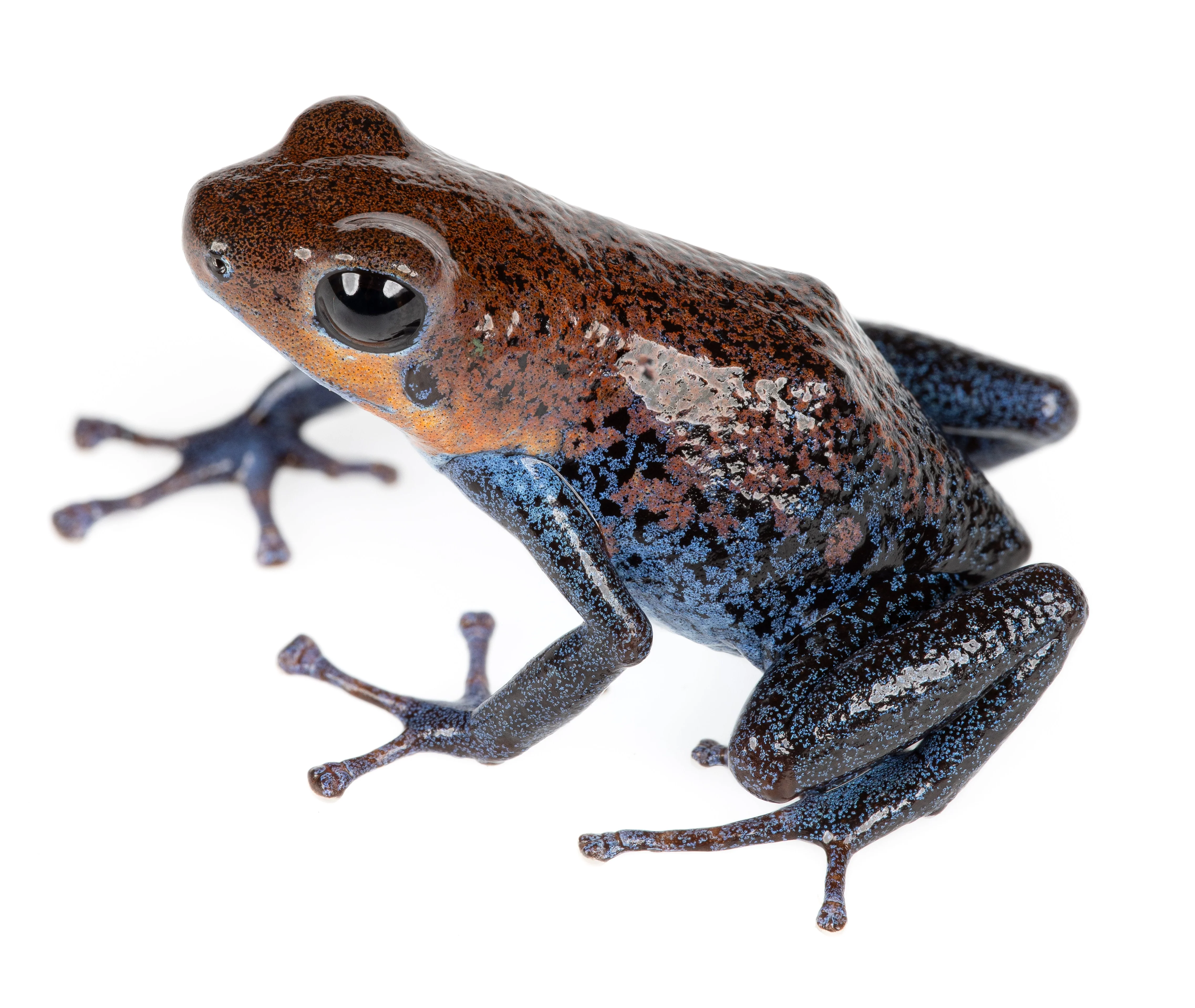Oophaga pumilio "Aguacate" - Image 2