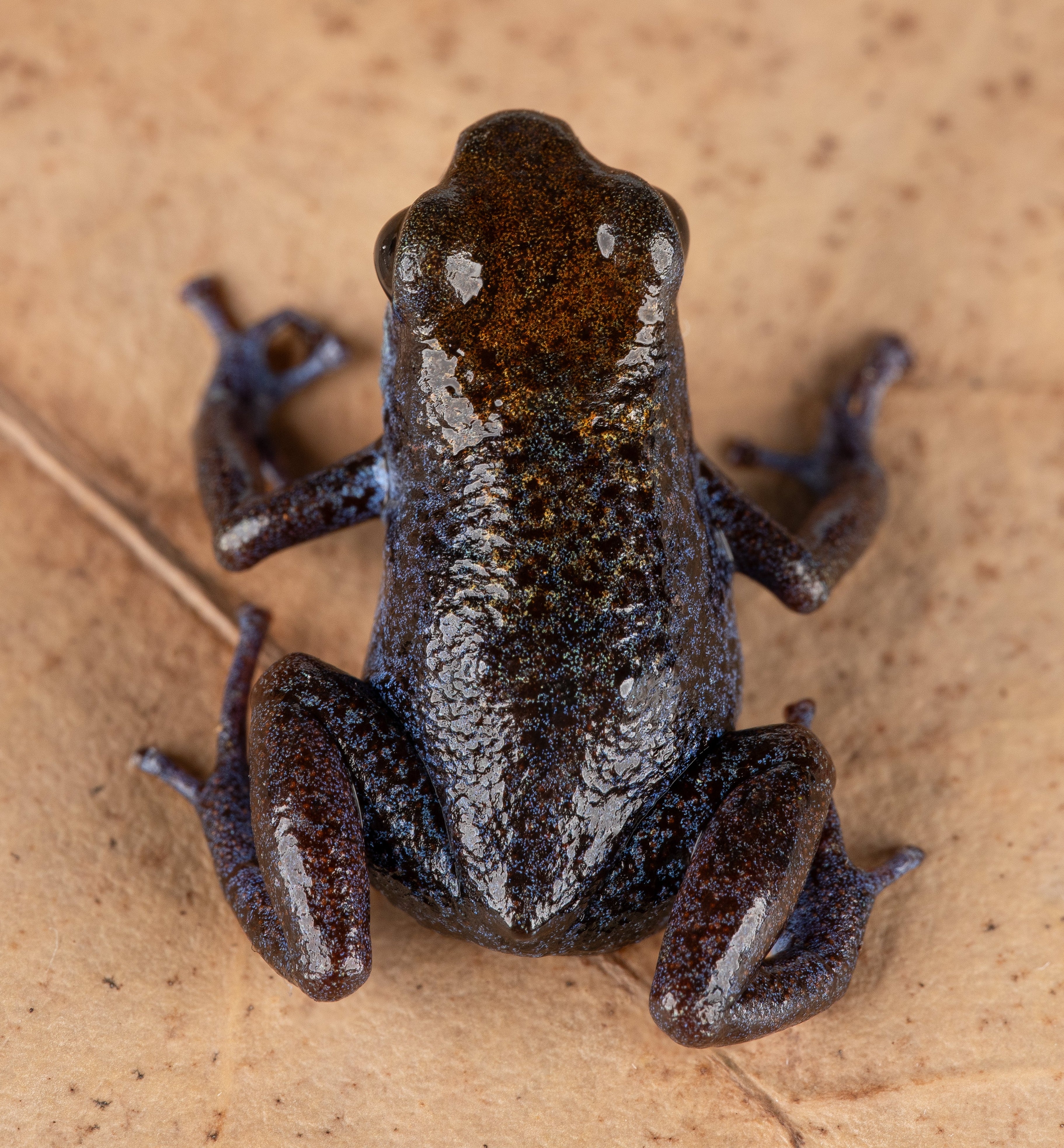 Oophaga pumilio "Aguacate" - Image 3