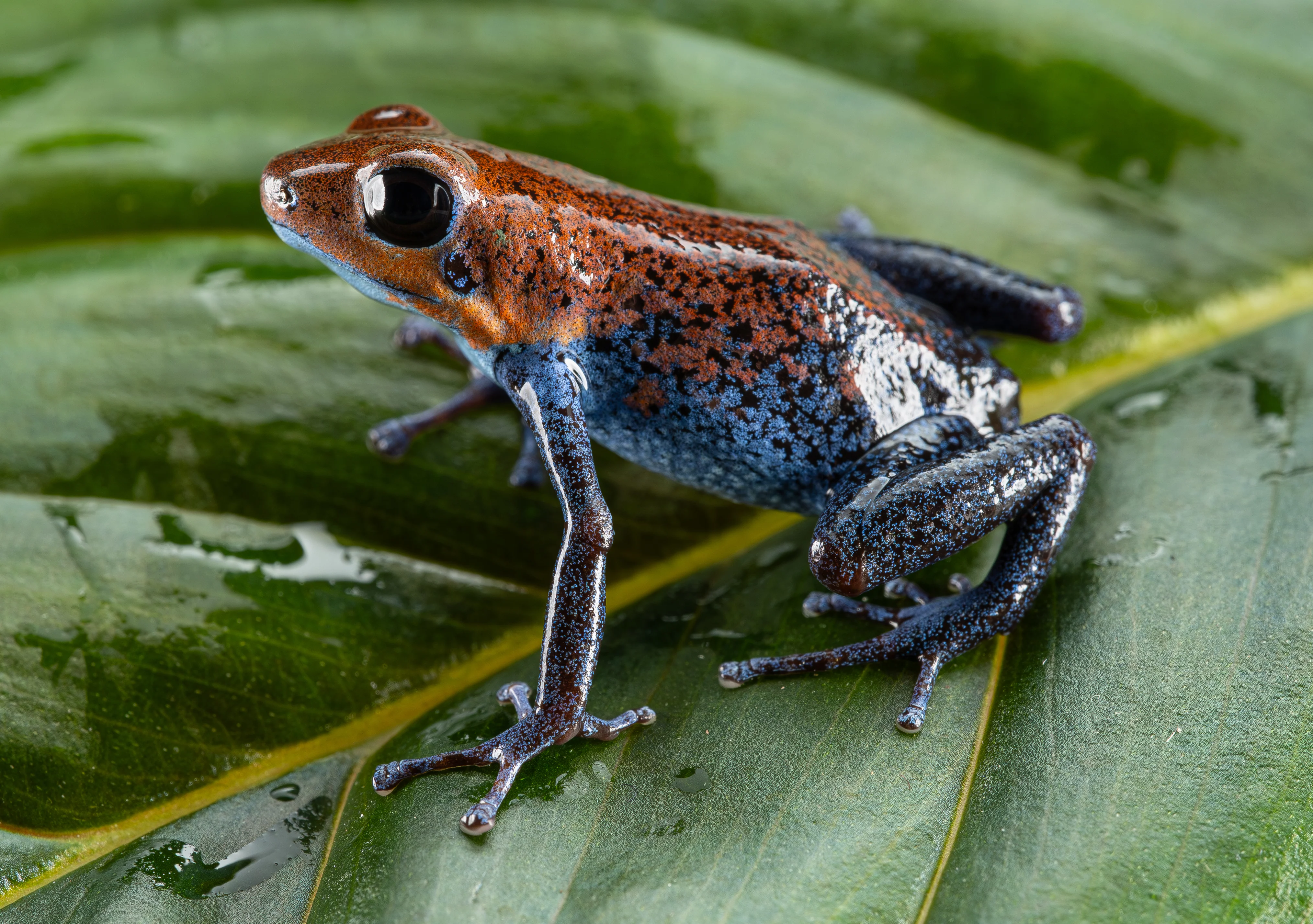 Oophaga pumilio "Aguacate" - Image 4
