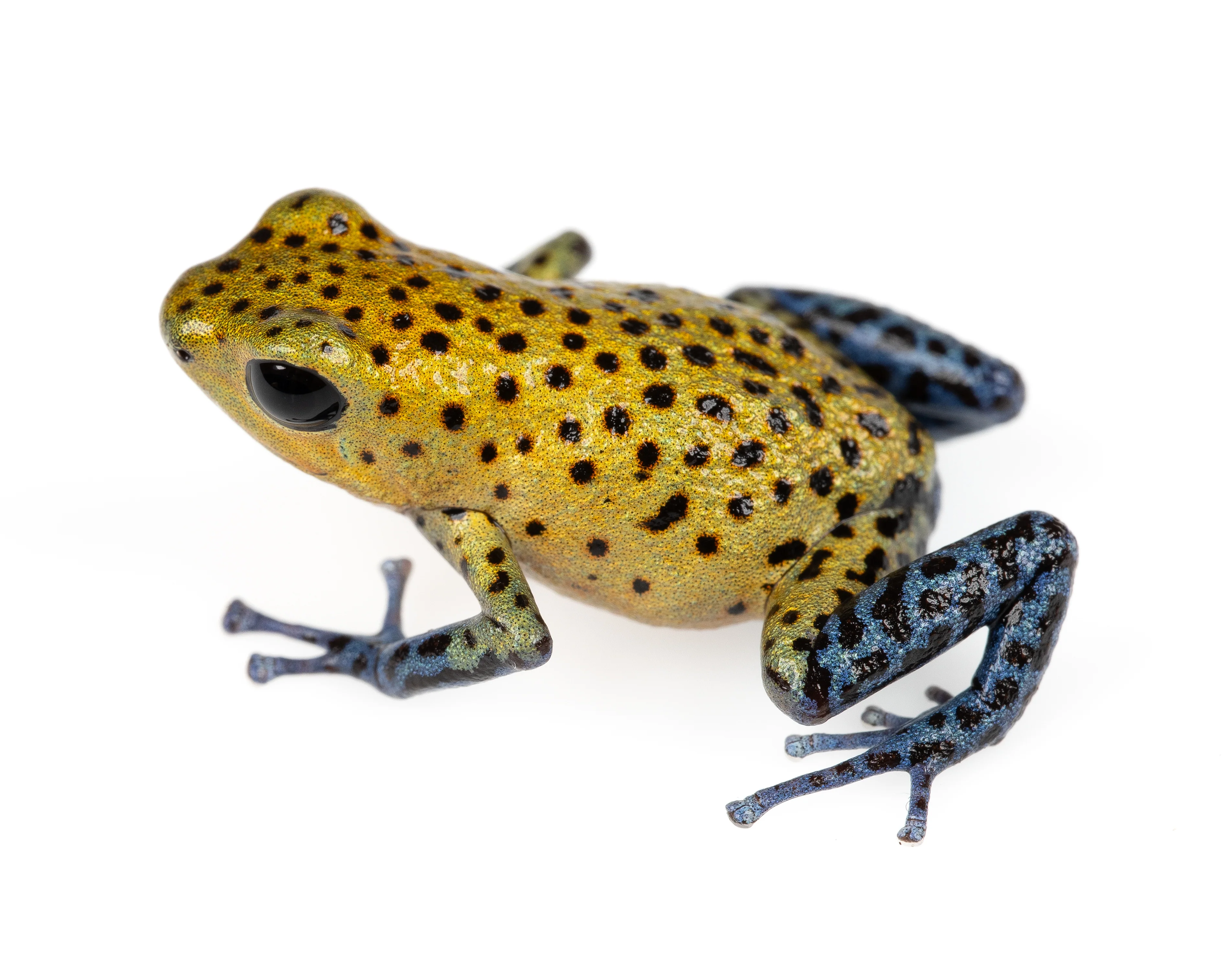 Oophaga pumilio "Aldana"