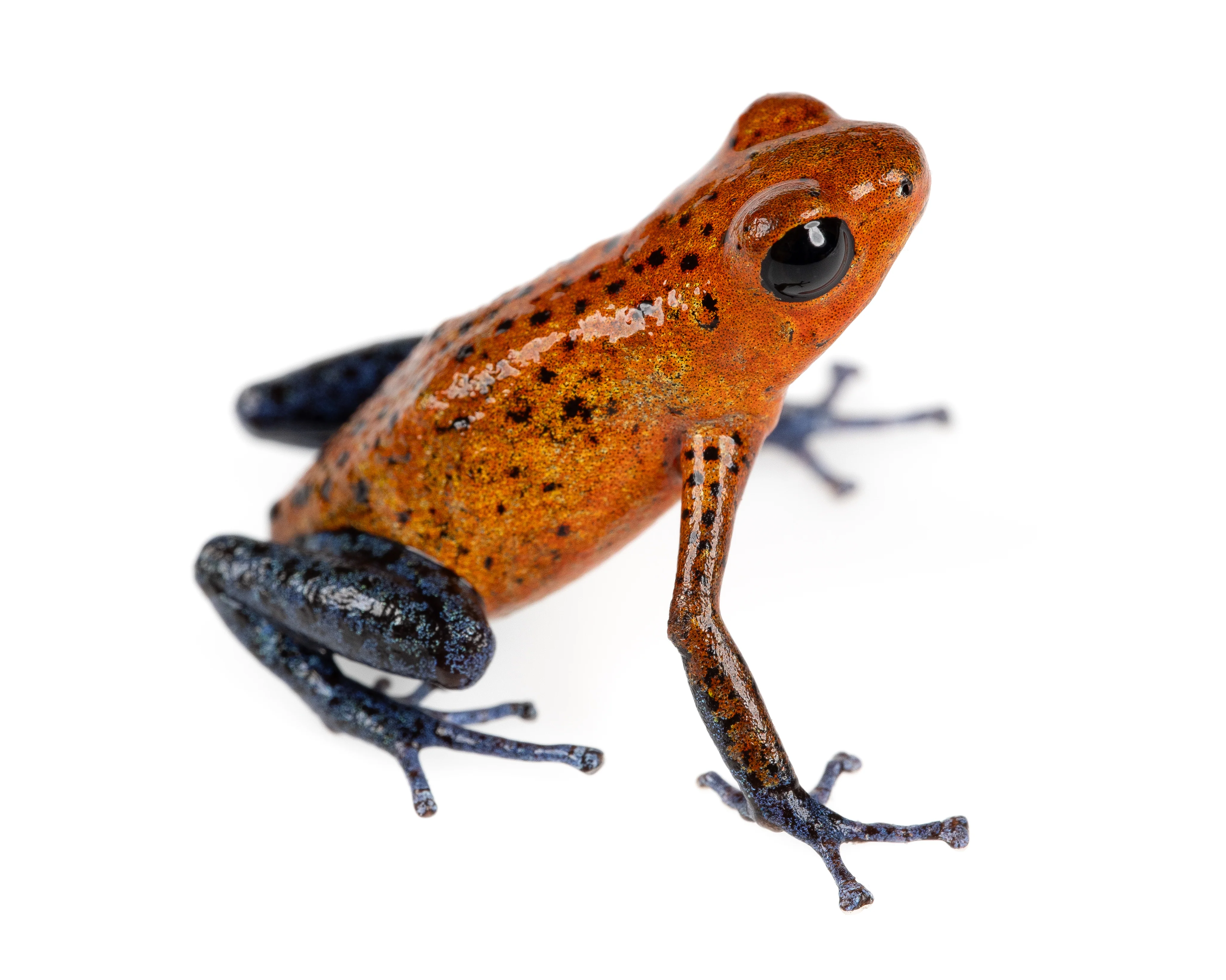 Oophaga pumilio "Aldana" - Image 4