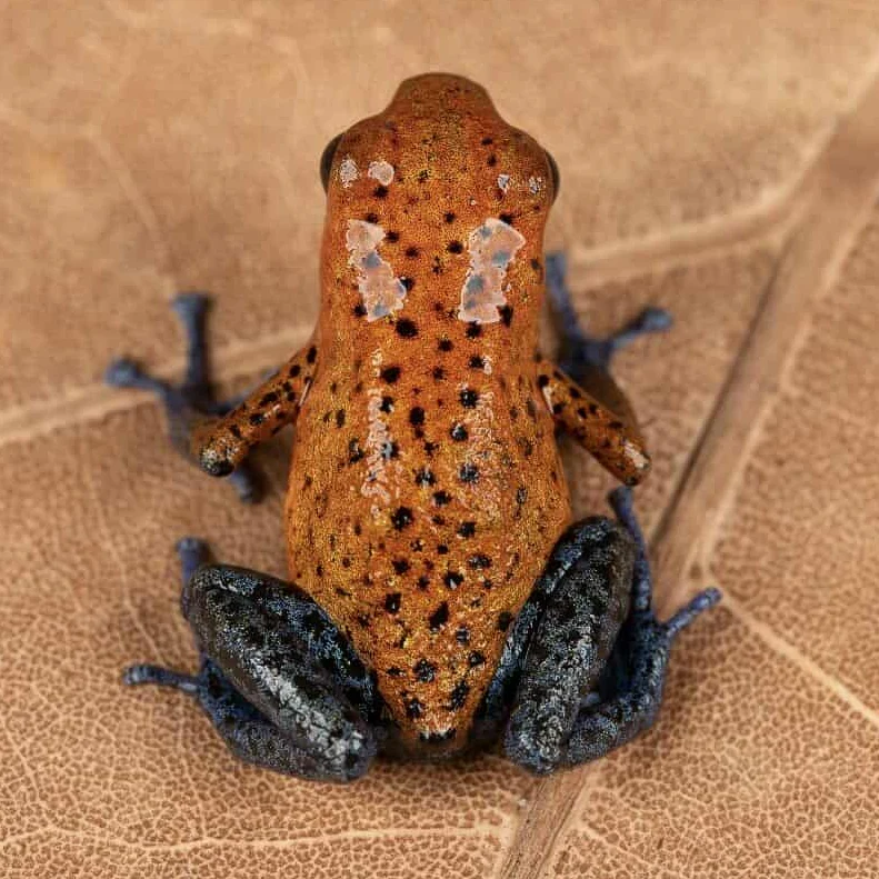 Oophaga pumilio "Aldana" - Image 5