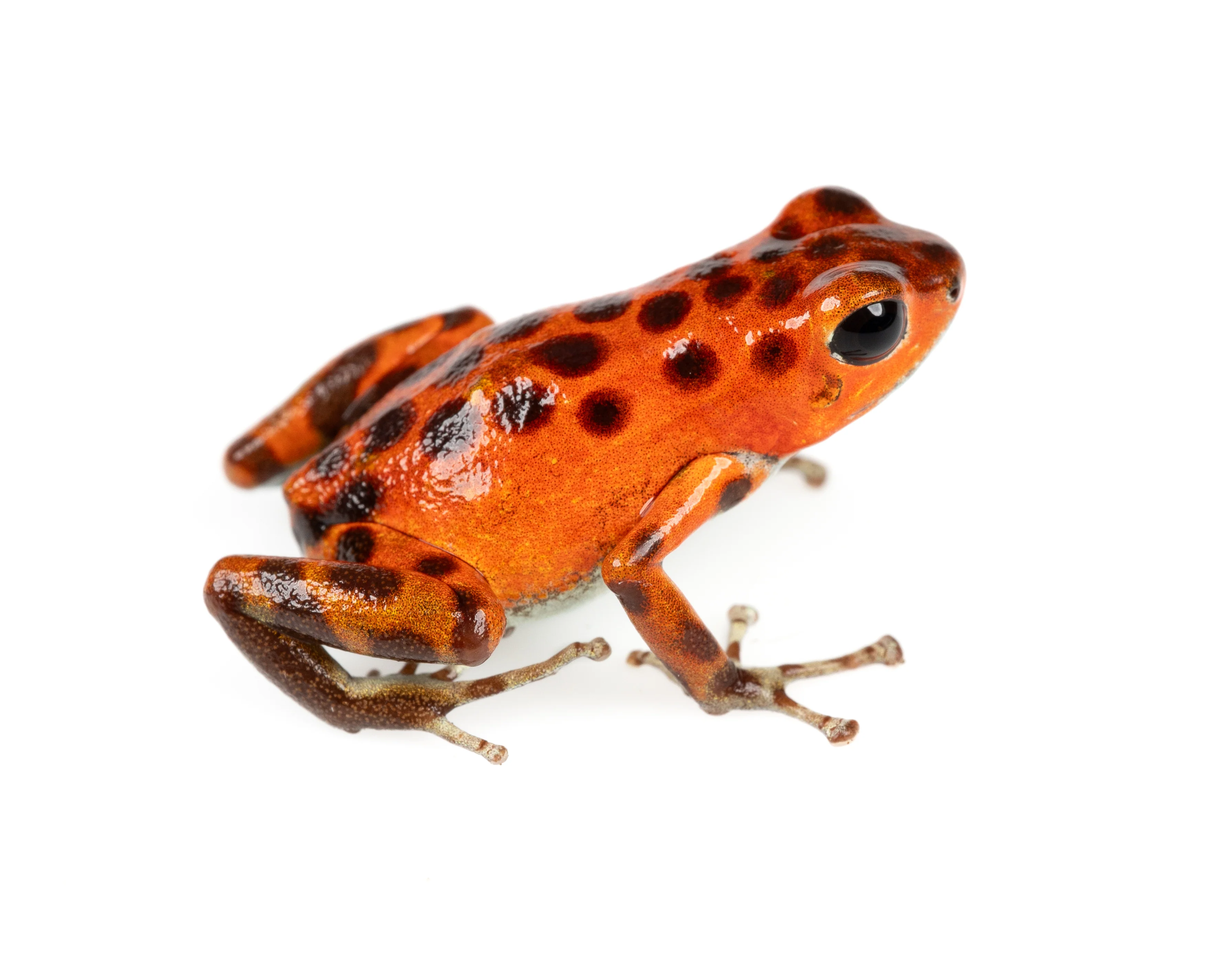 Oophaga pumilio "Bastimentos - Cemetary - Orange"