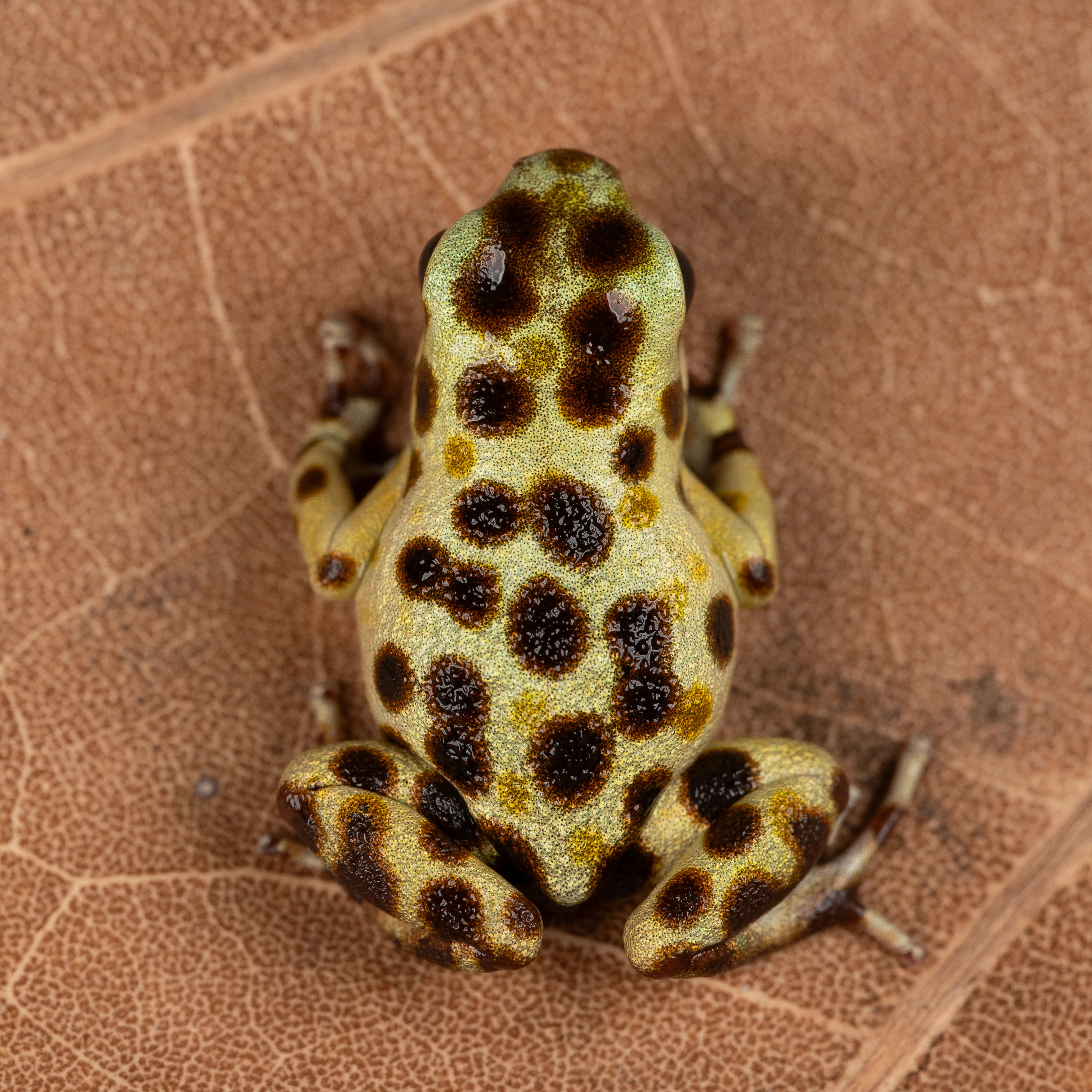 Oophaga pumilio "Bastimentos - Cemetery - Gold Dust" - Image 2