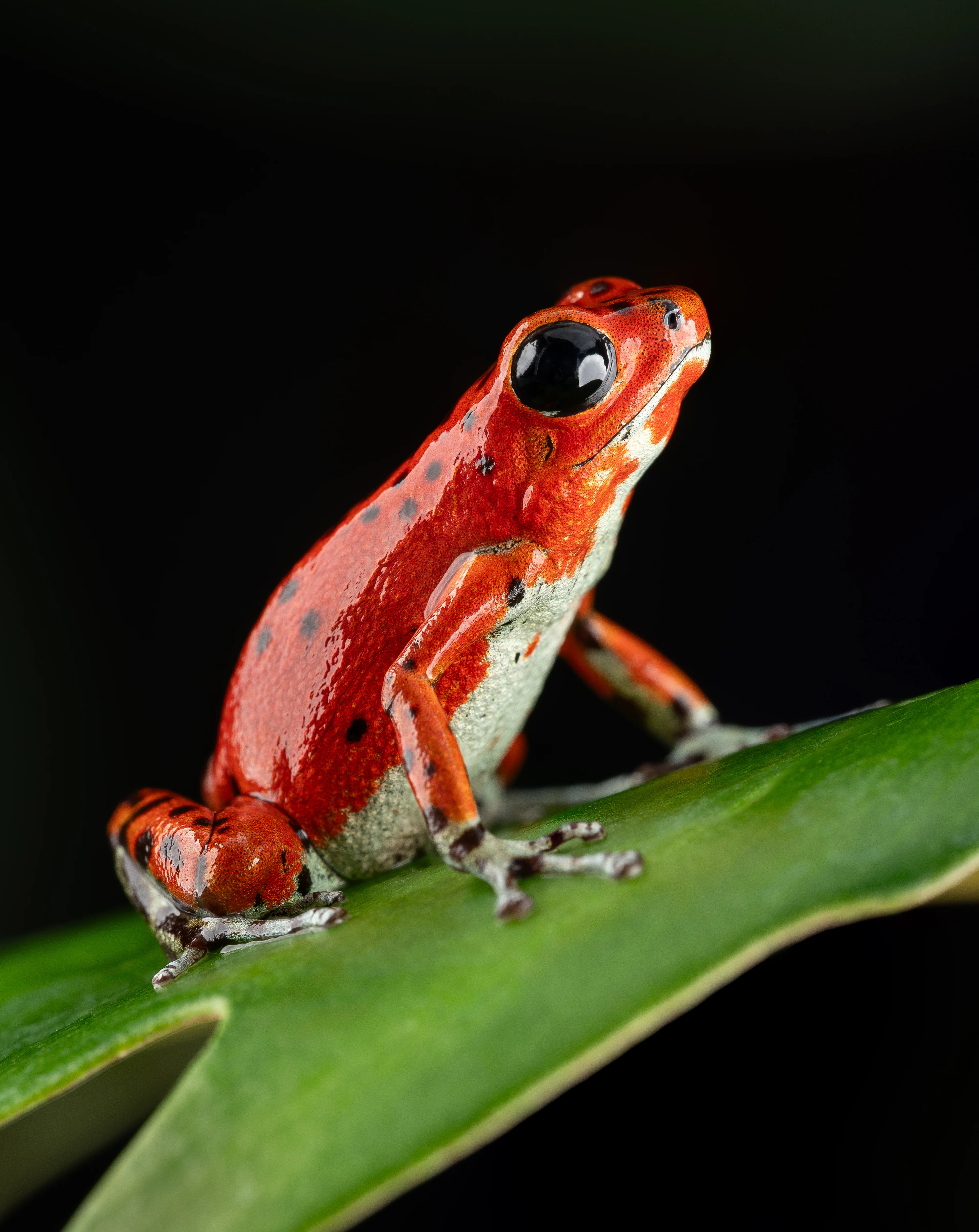 Oophaga pumilio "Bastimentos - Red Frog Beach" - Image 3