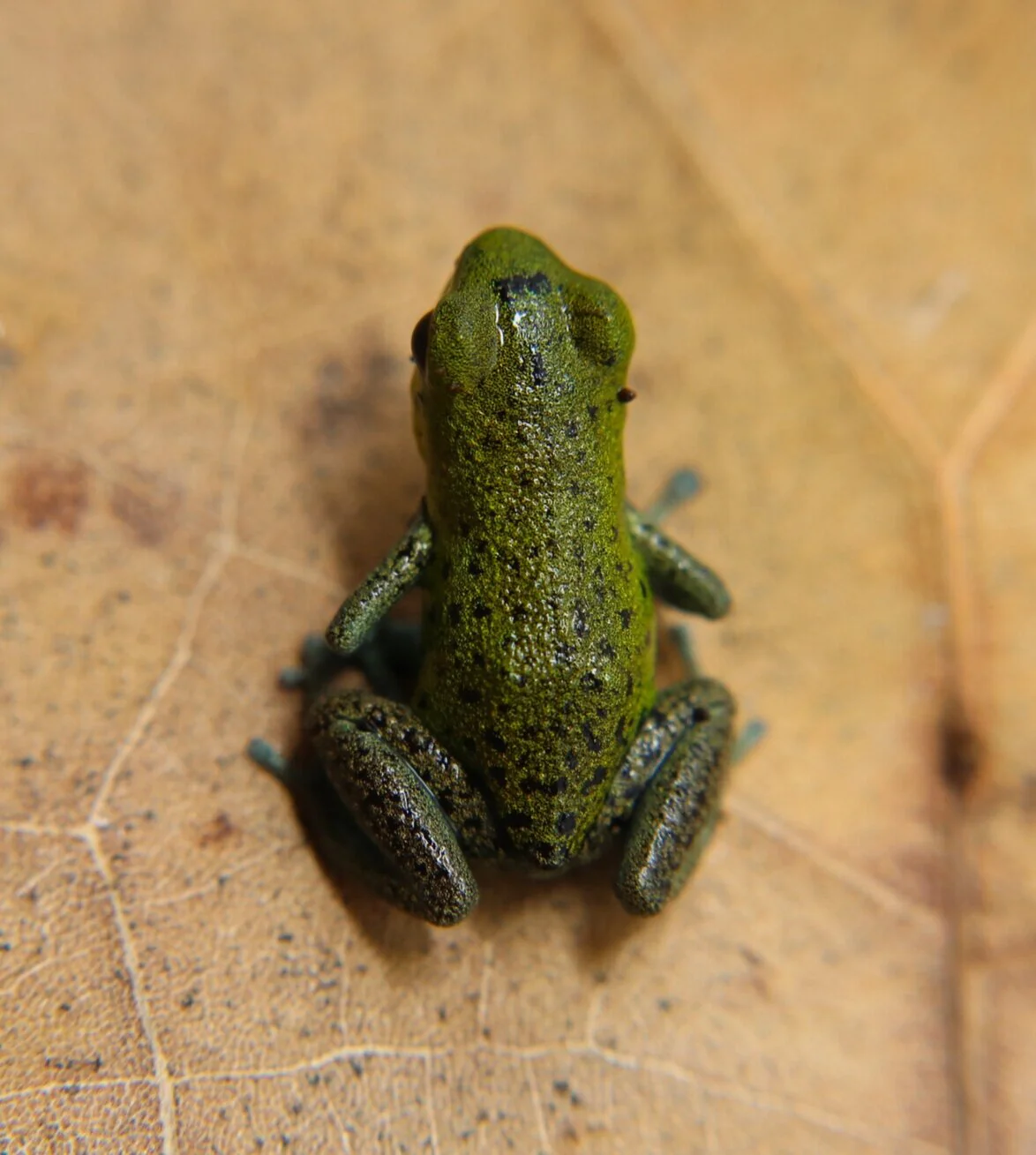Oophaga pumilio "Bisira" - Image 2