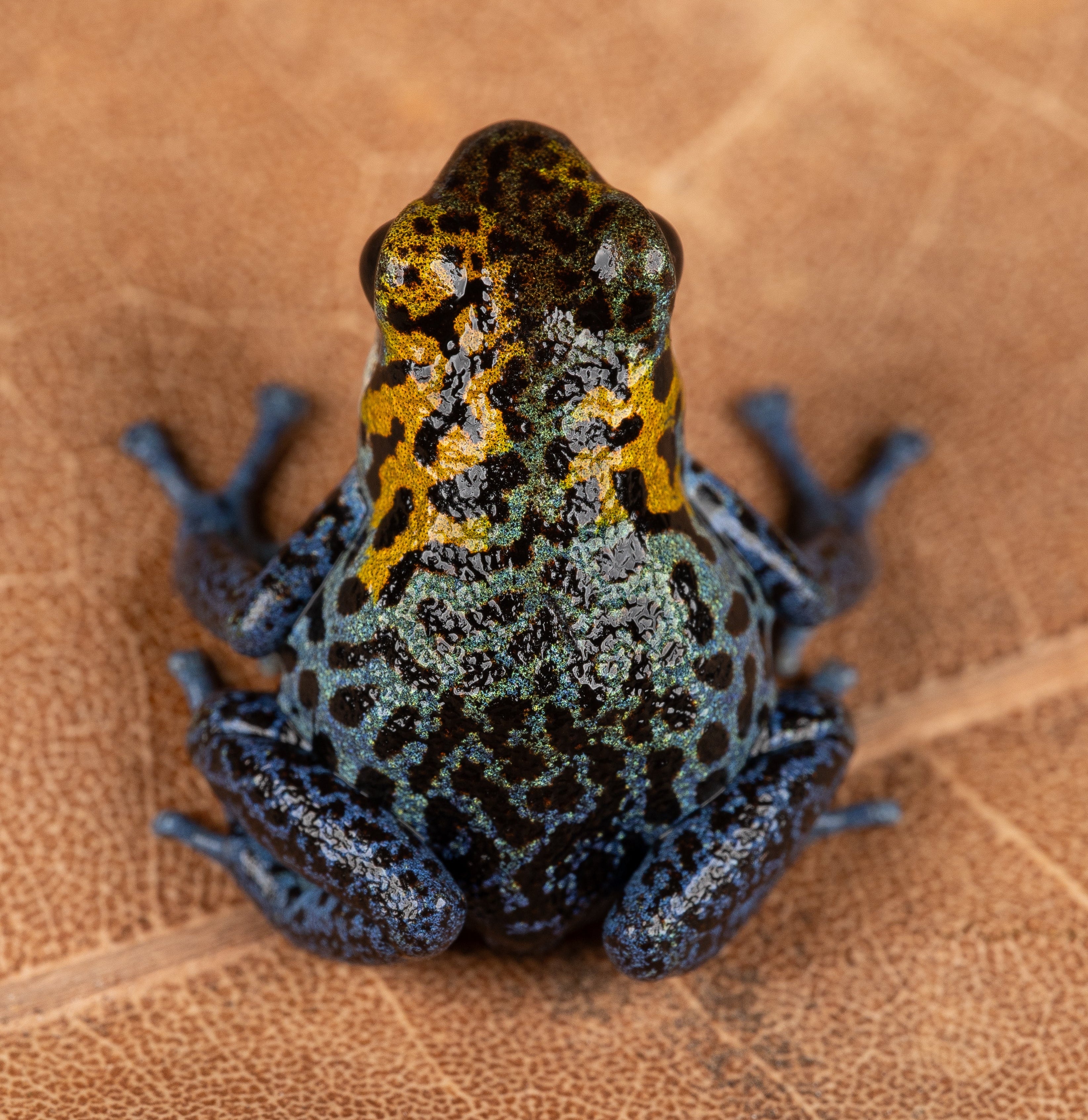 Oophaga pumilio "Boca Colubre / Culubre - Image 2