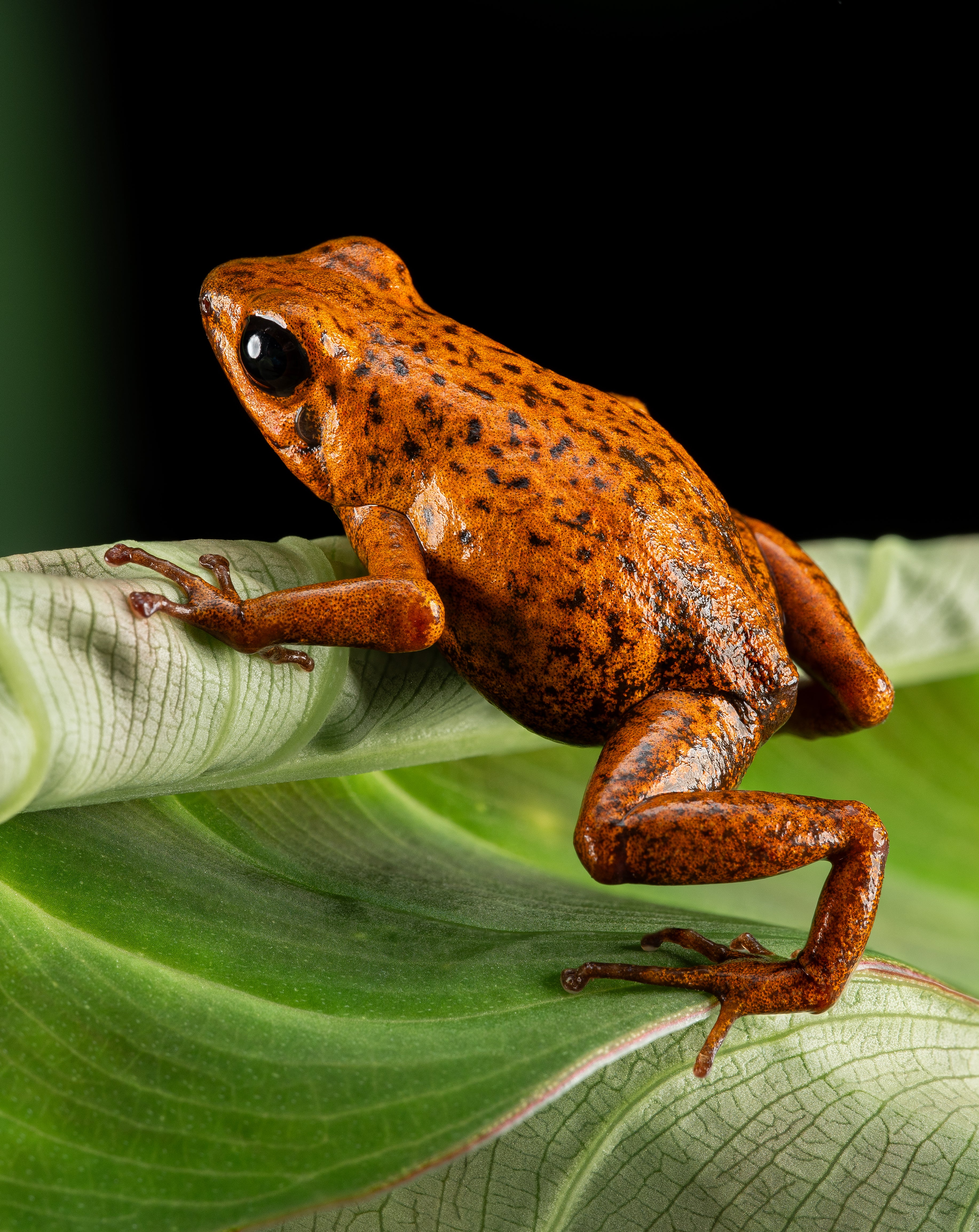 Oophaga pumilio "Bri Bri" - Image 4