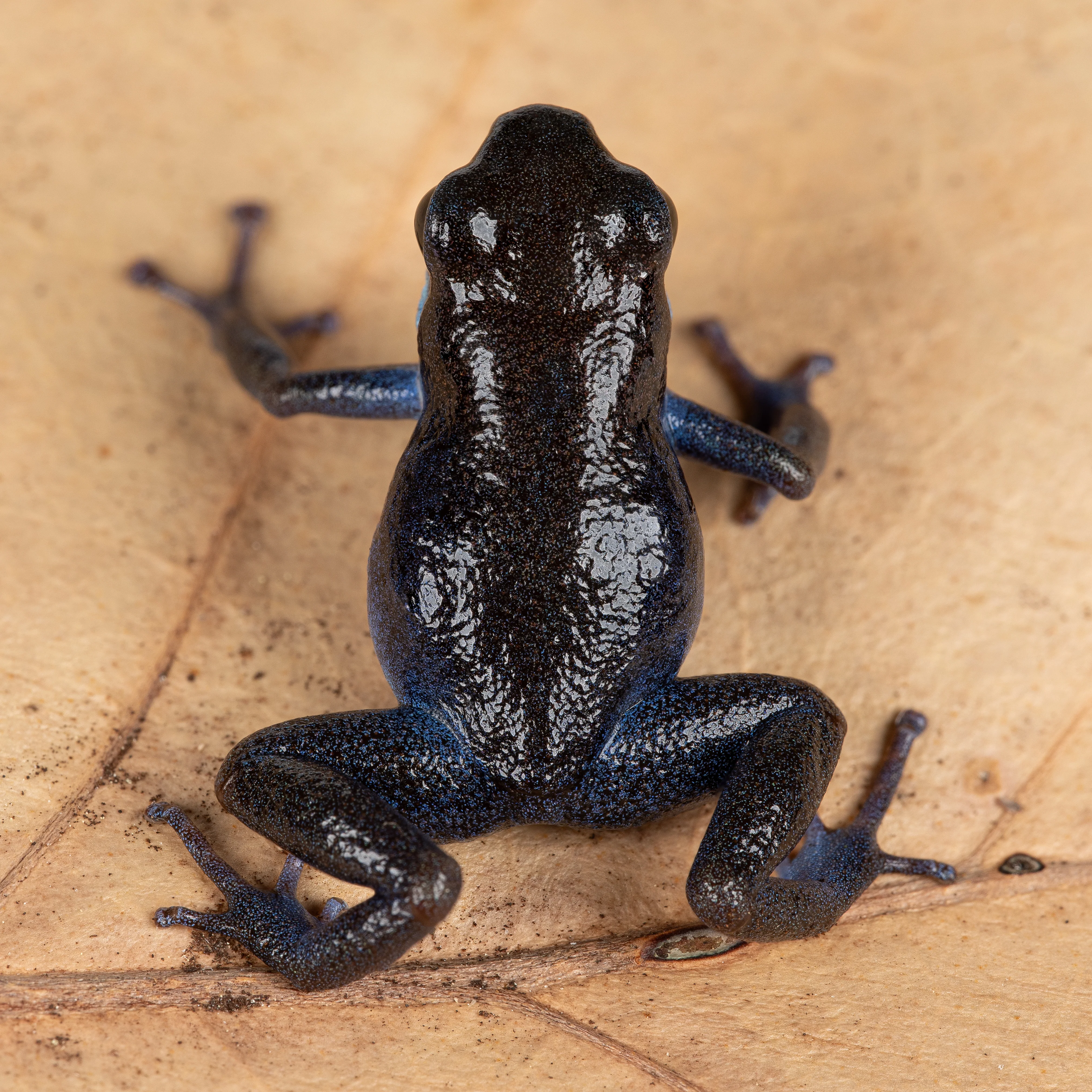 Oophaga pumilio "Cauchero" - Image 2