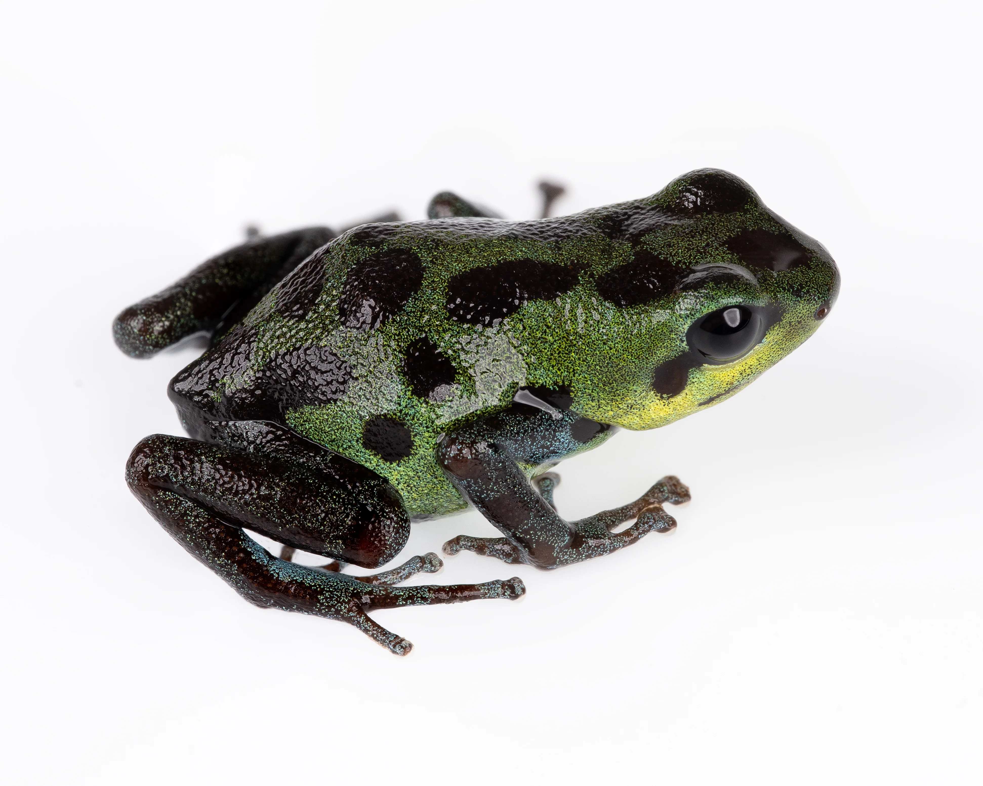 Oophaga pumilio "Chiriqui Grande" - Image 4
