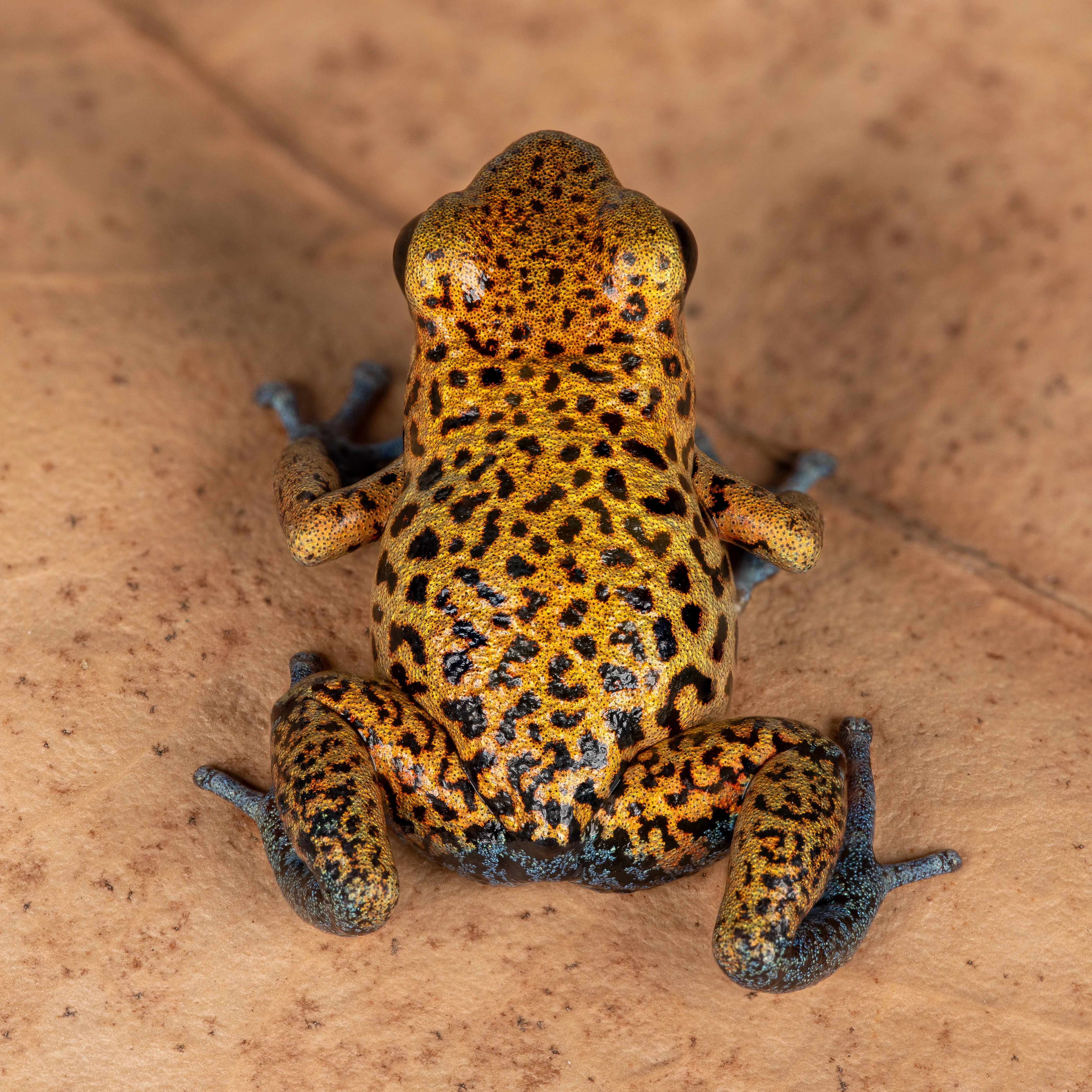 Oophaga pumilio "Cristobal" - Image 2