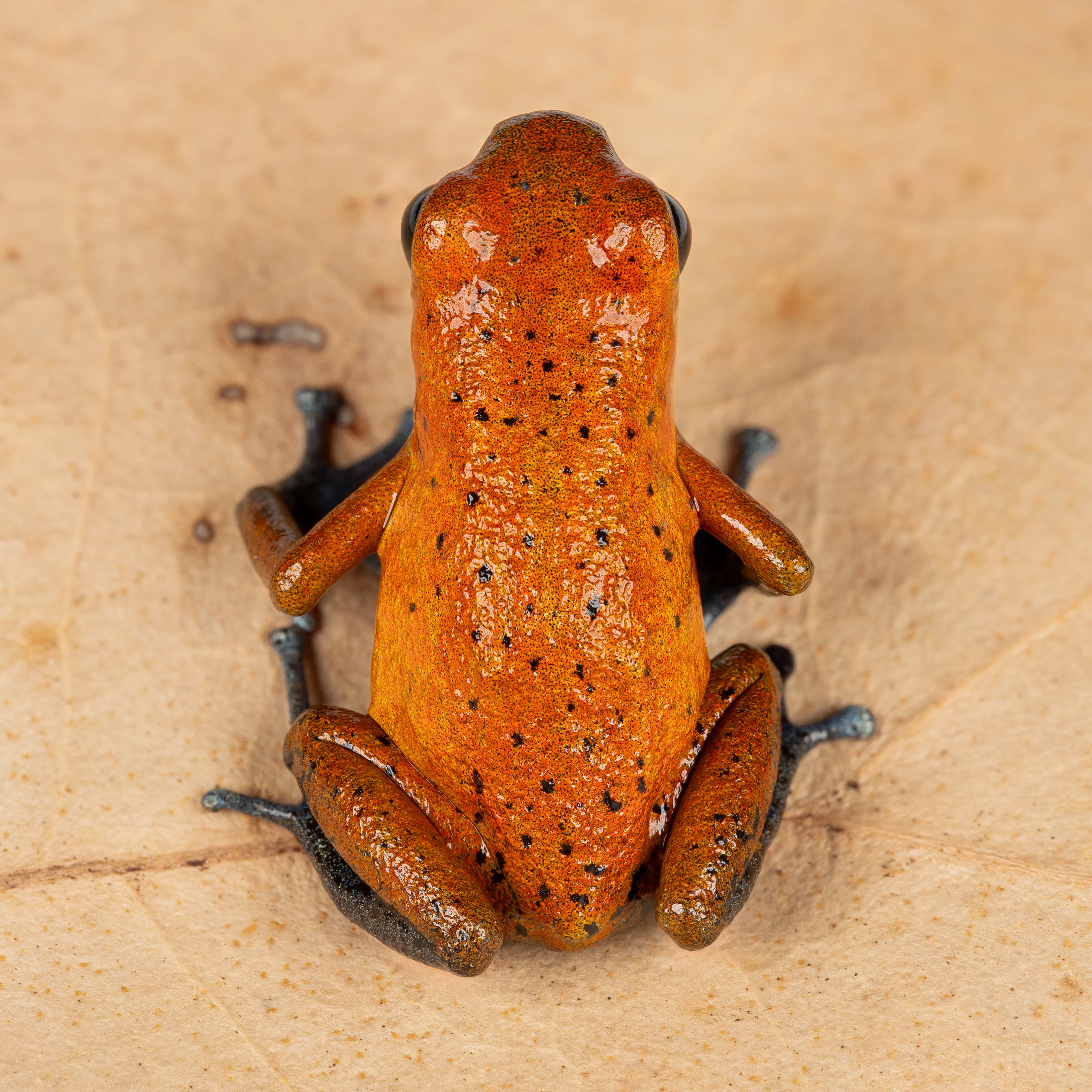 Oophaga pumilio "Cristobal" - Image 3