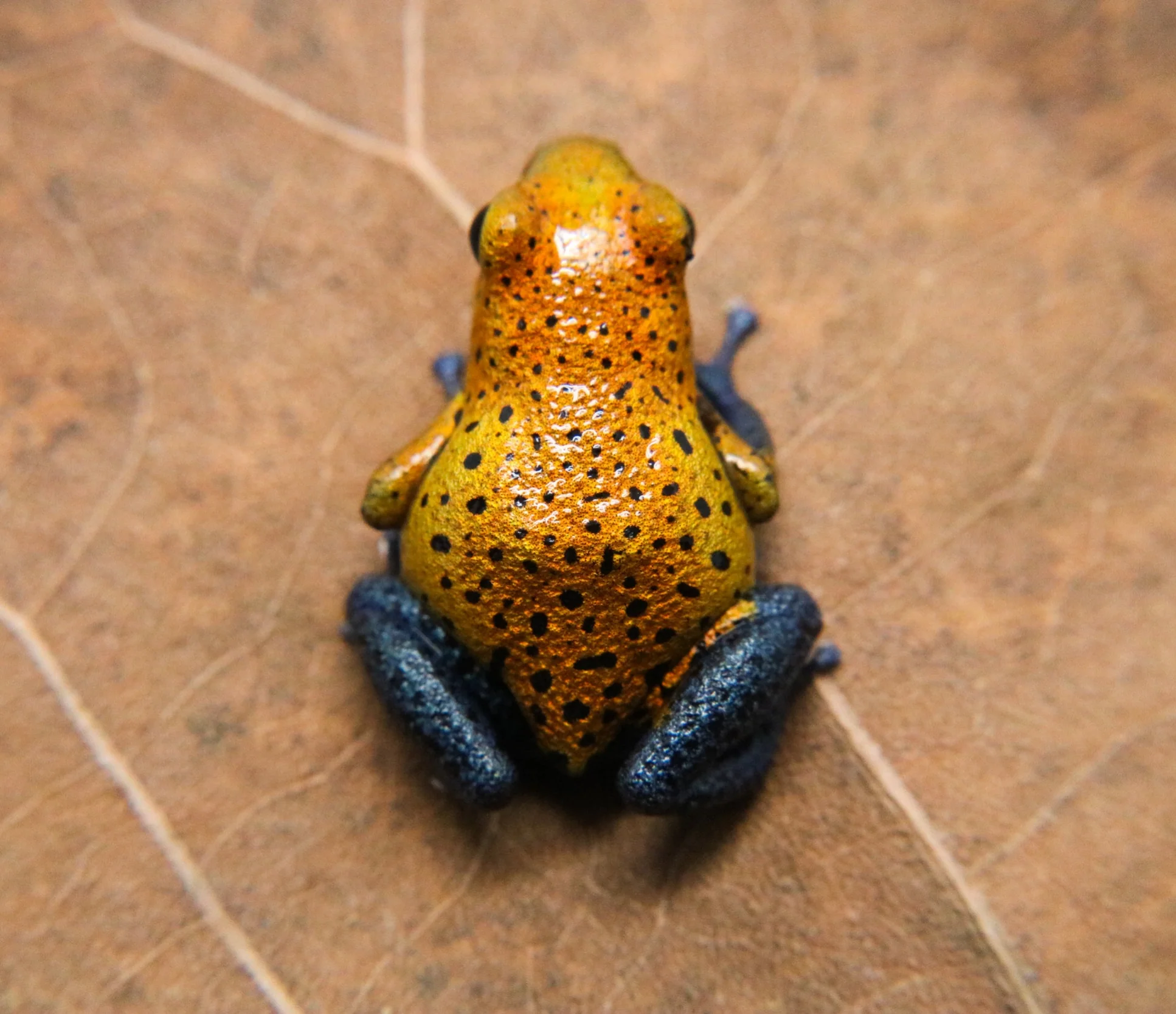 Oophaga pumilio "Cristobal" - Image 5