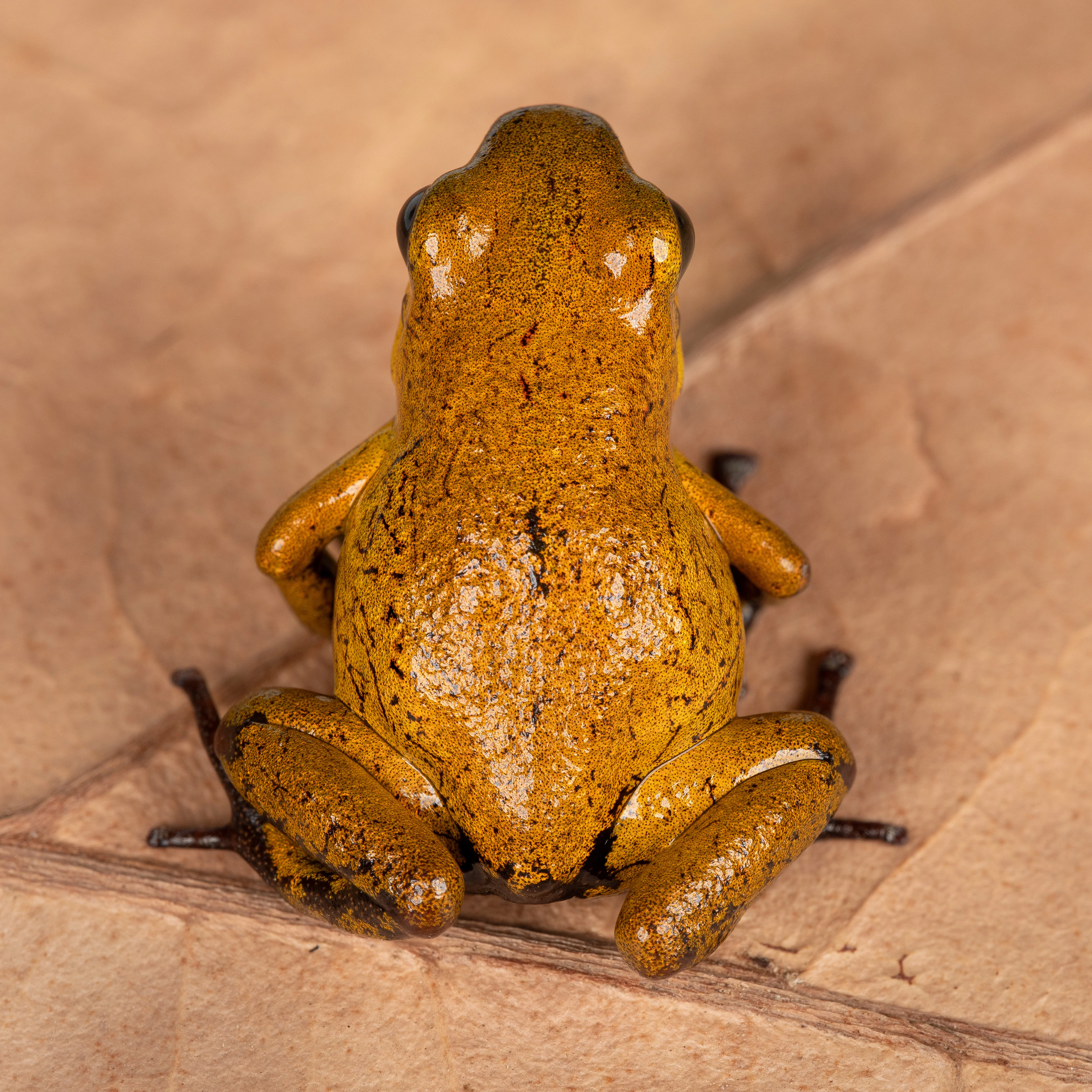 Oophaga pumilio "El Dorado" - Image 2