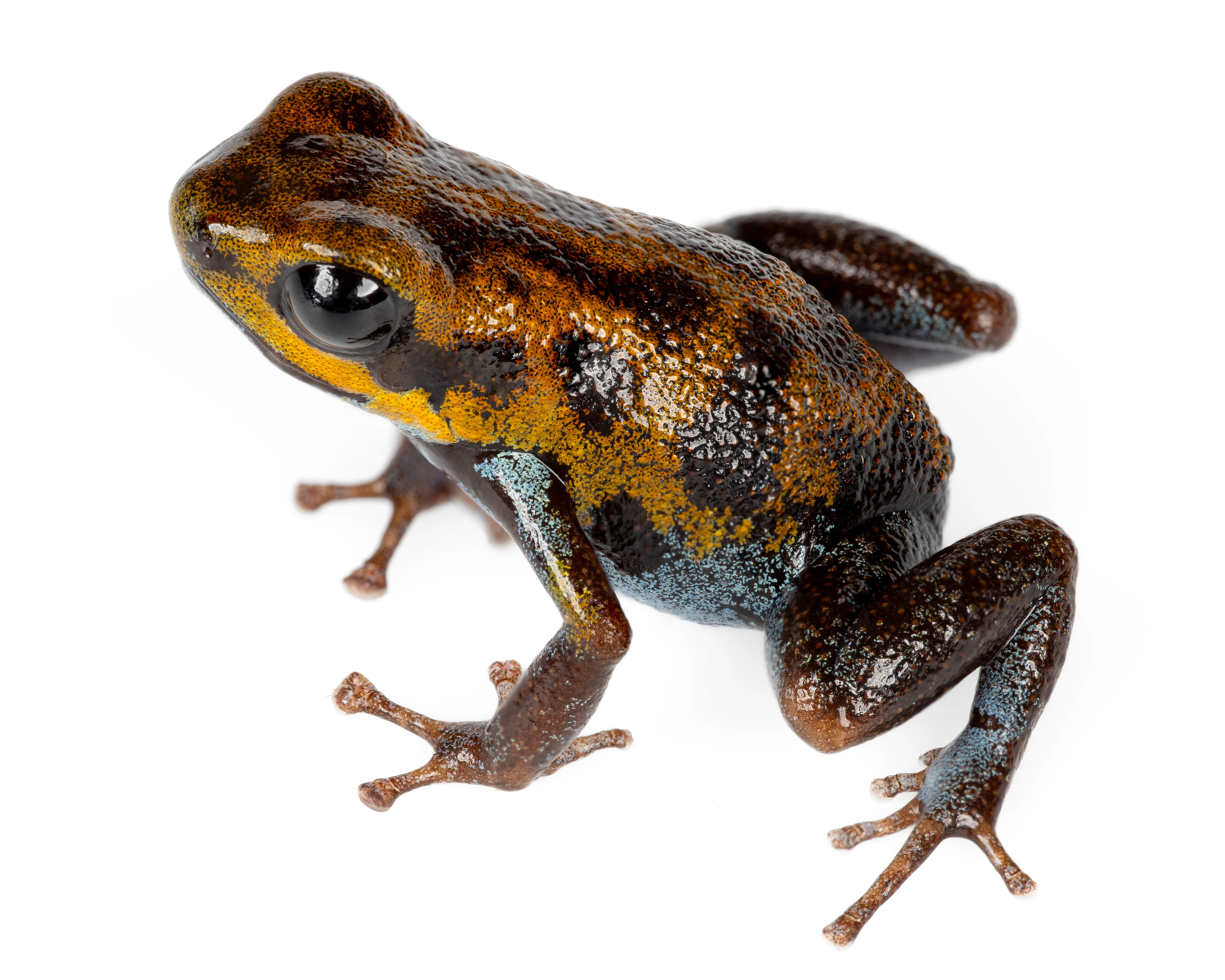 Oophaga pumilio "Ensenada"
