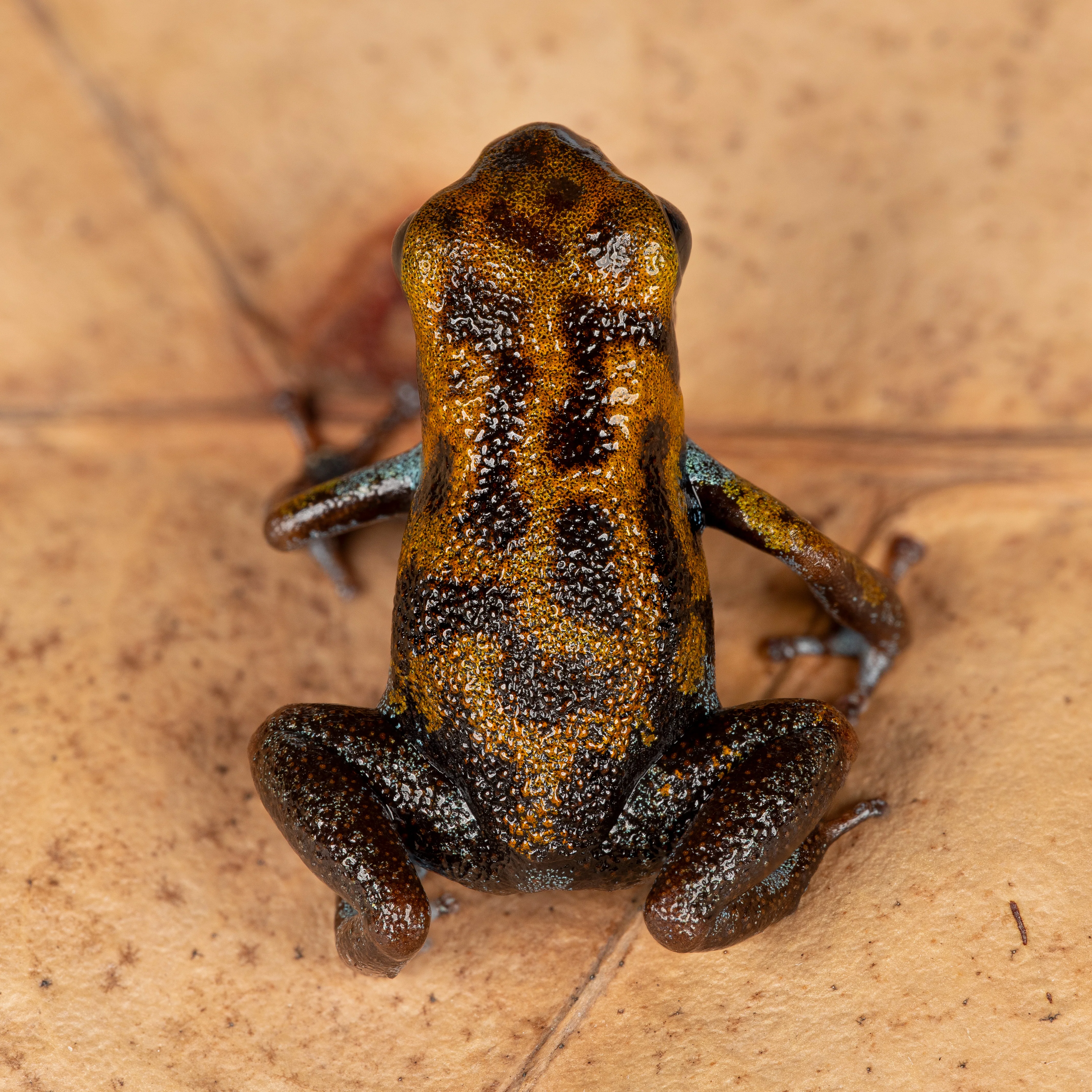 Oophaga pumilio "Ensenada" - Image 2