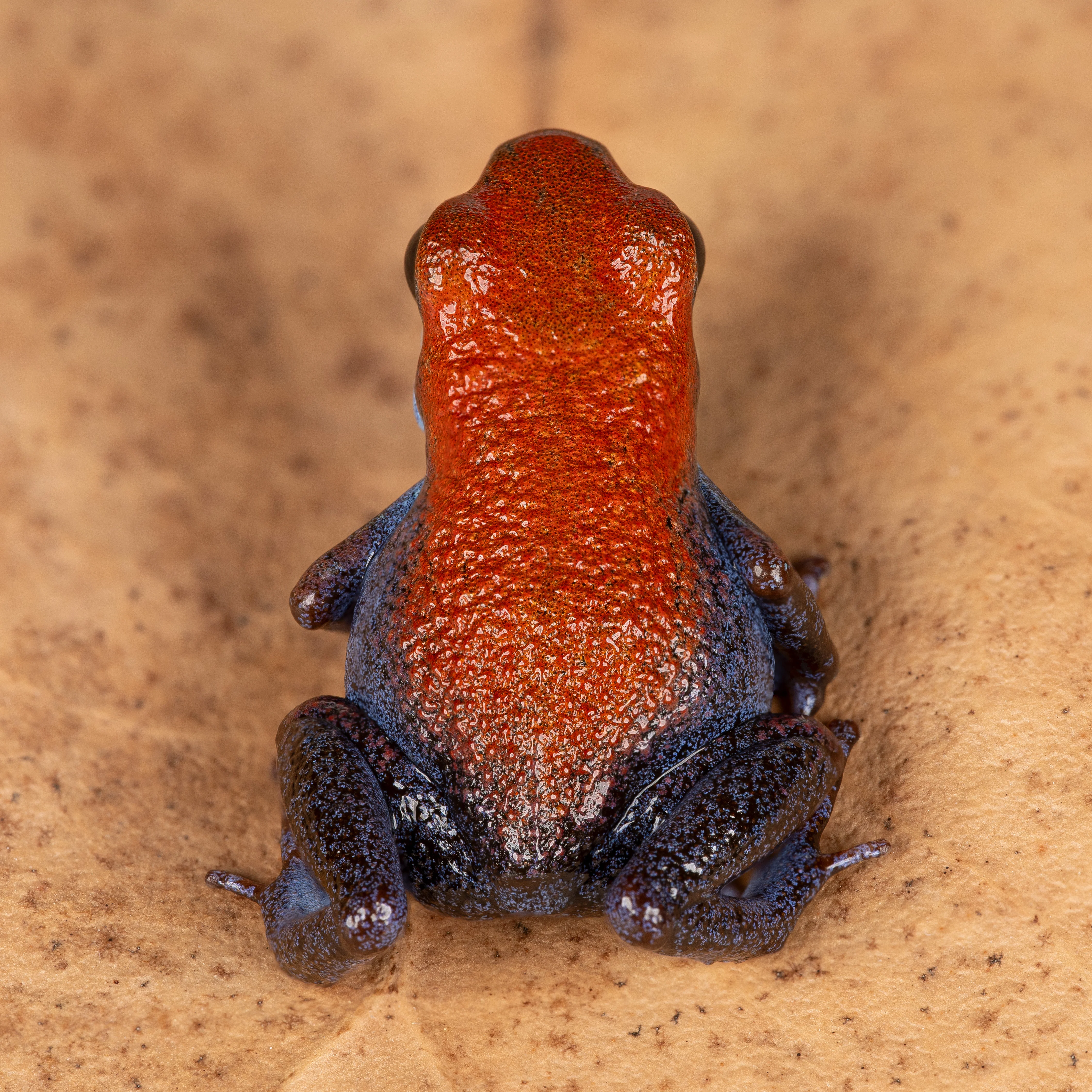Oophaga pumilio "Escudo" - Image 2