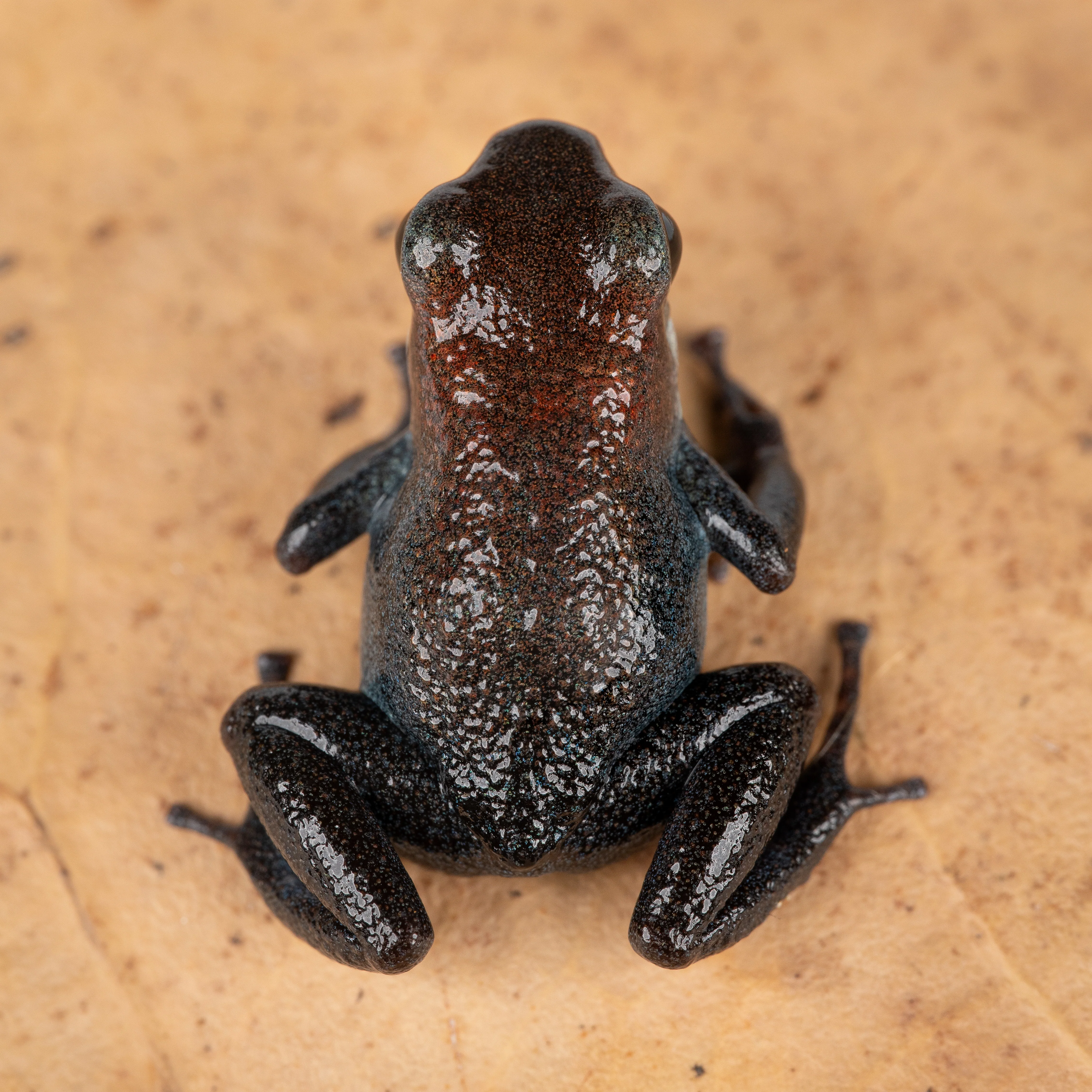 Oophaga pumilio "Esperanza" - Image 2