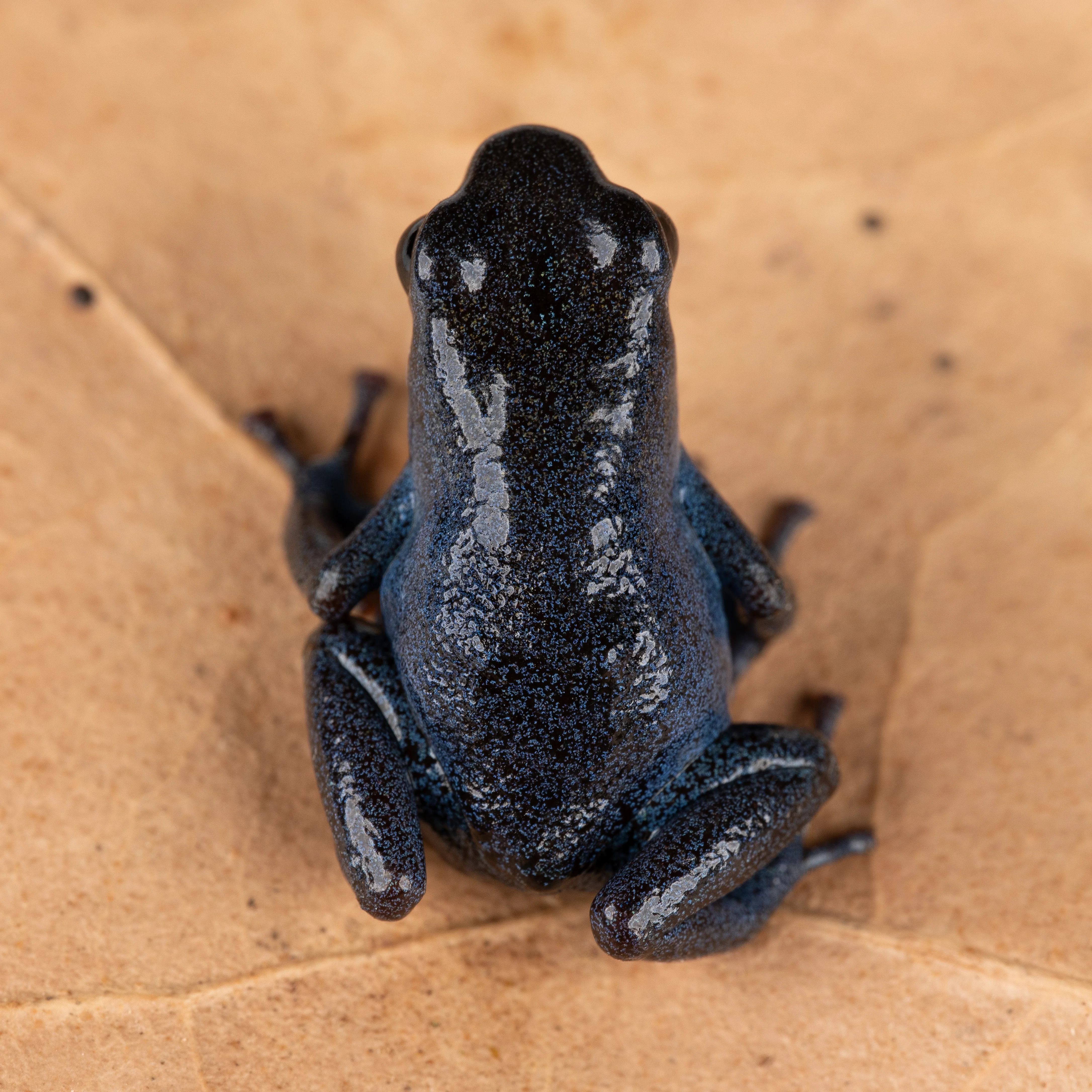 Oophaga pumilio "Esperanza" - Image 4