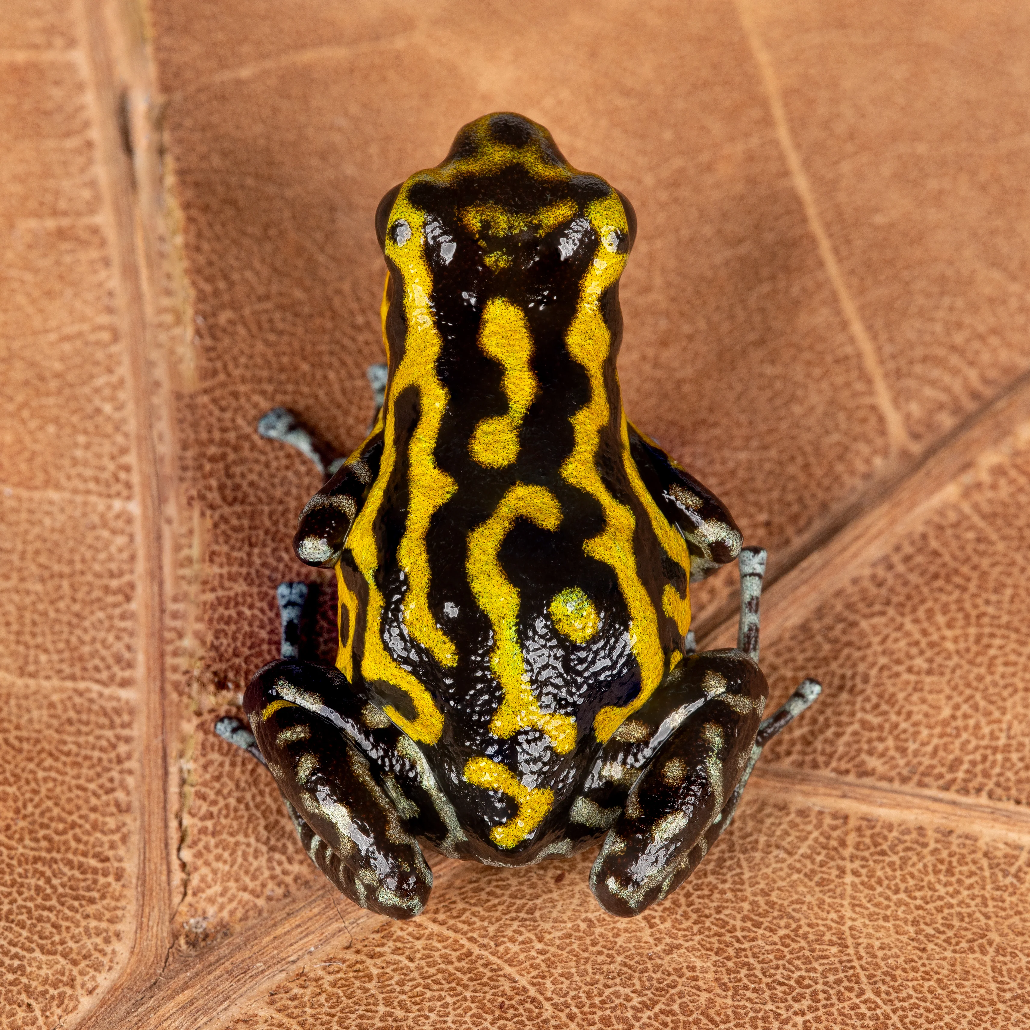 Oophaga pumilio "Guarumo" - Image 2