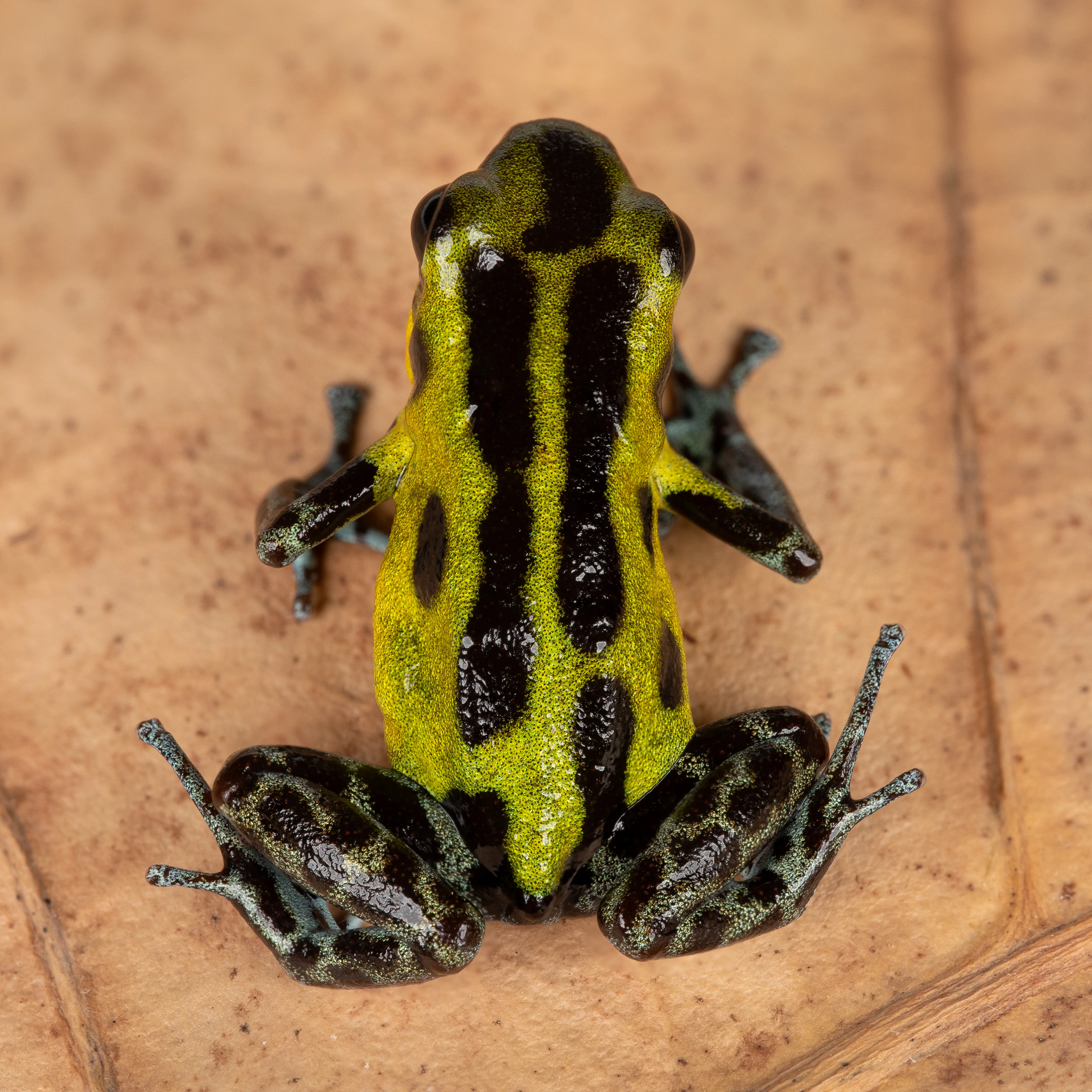 Oophaga pumilio "Guarumo" - Image 4