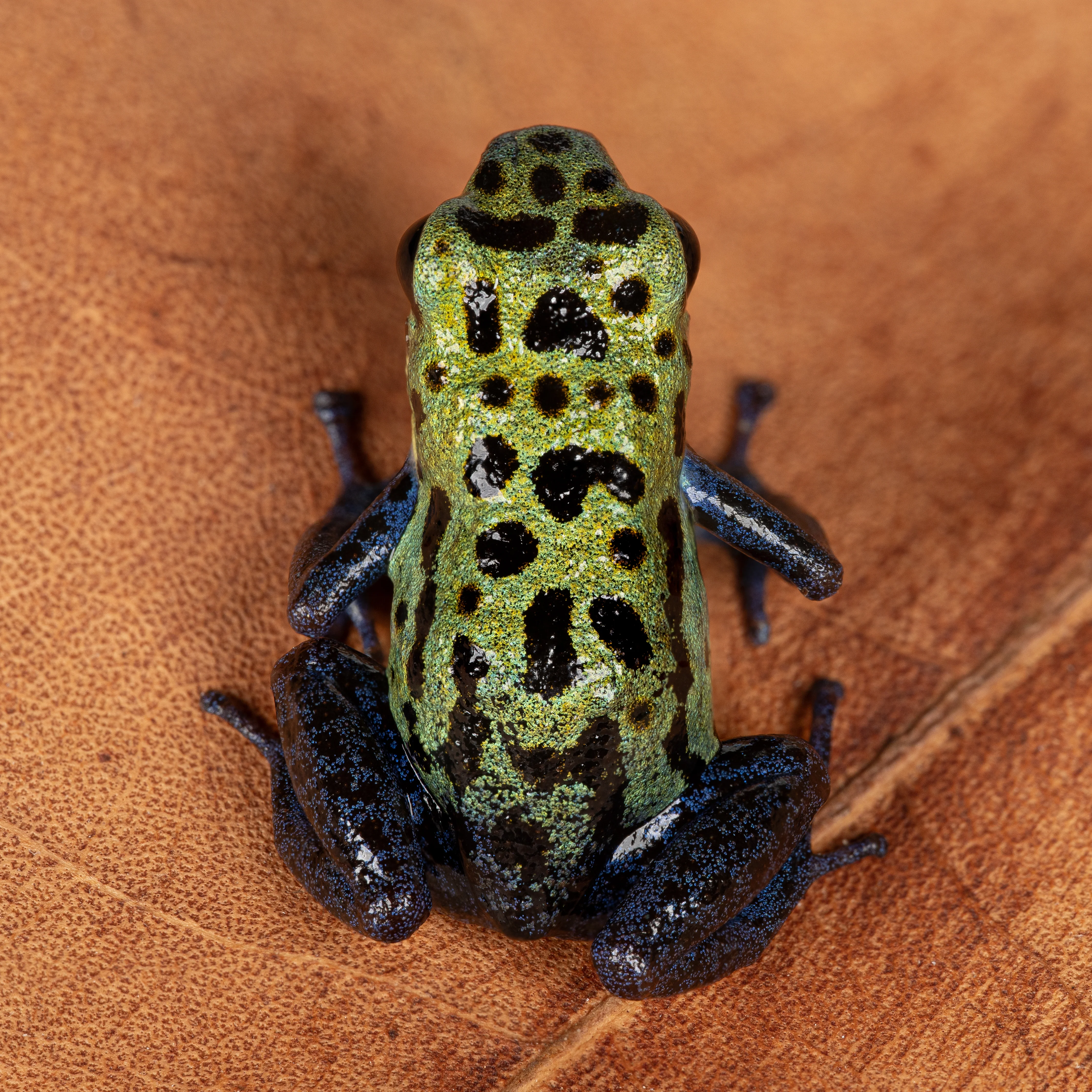 Oophaga pumilio "Inland Colubre / Culubre” - Image 2