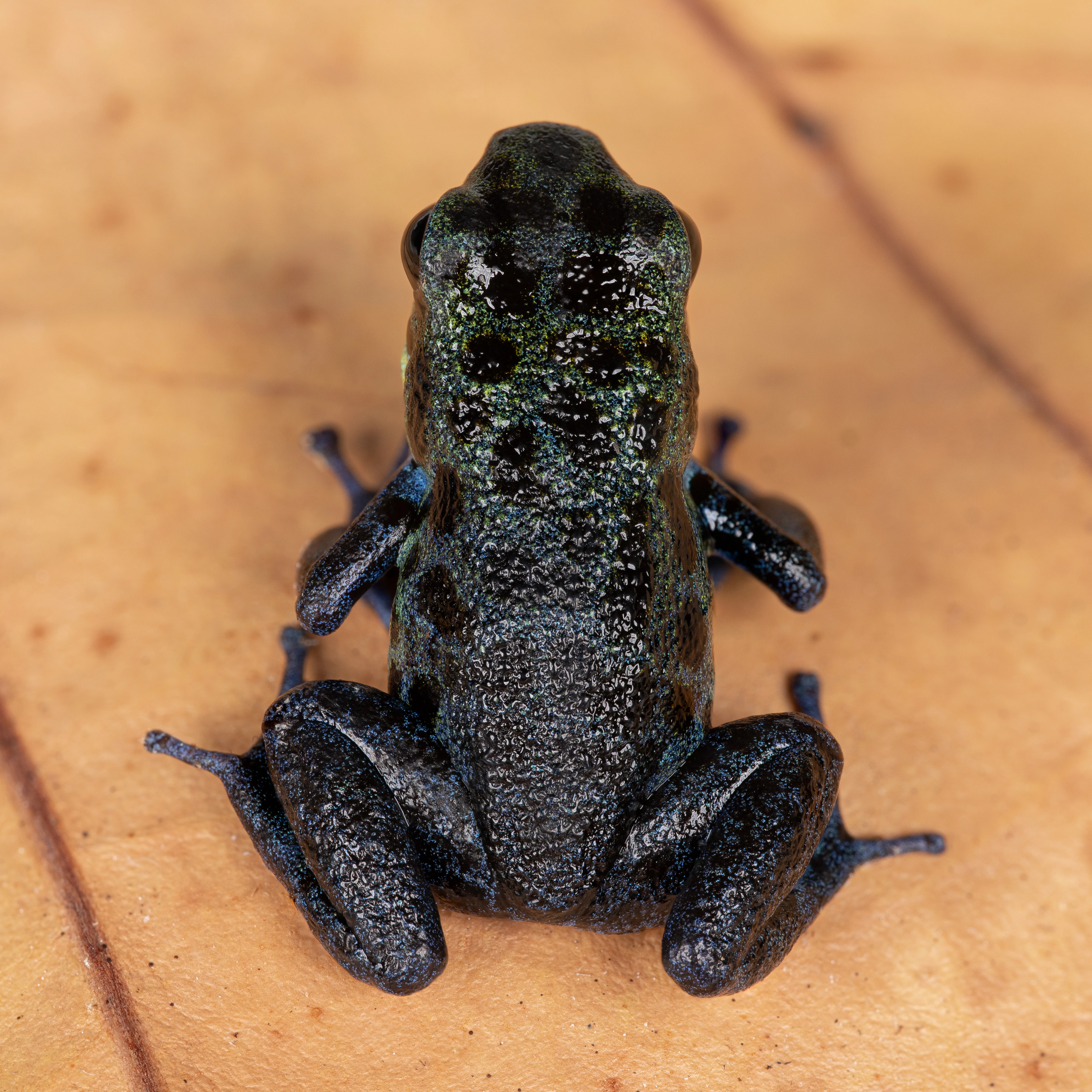 Oophaga pumilio "Inland Colubre / Culubre” - Image 3