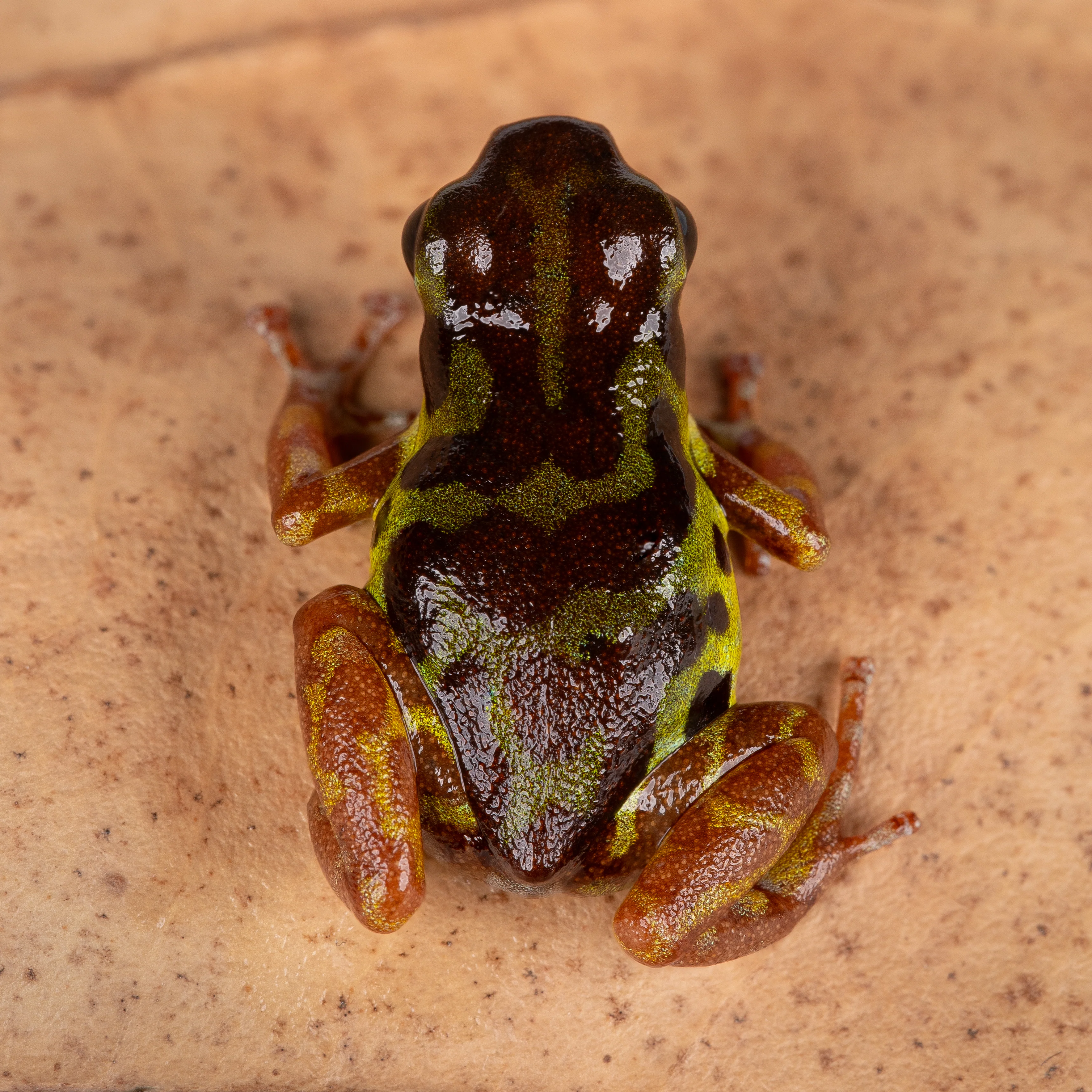 Oophaga pumilio "Isla Colon - Bocas del Drago" - Image 8