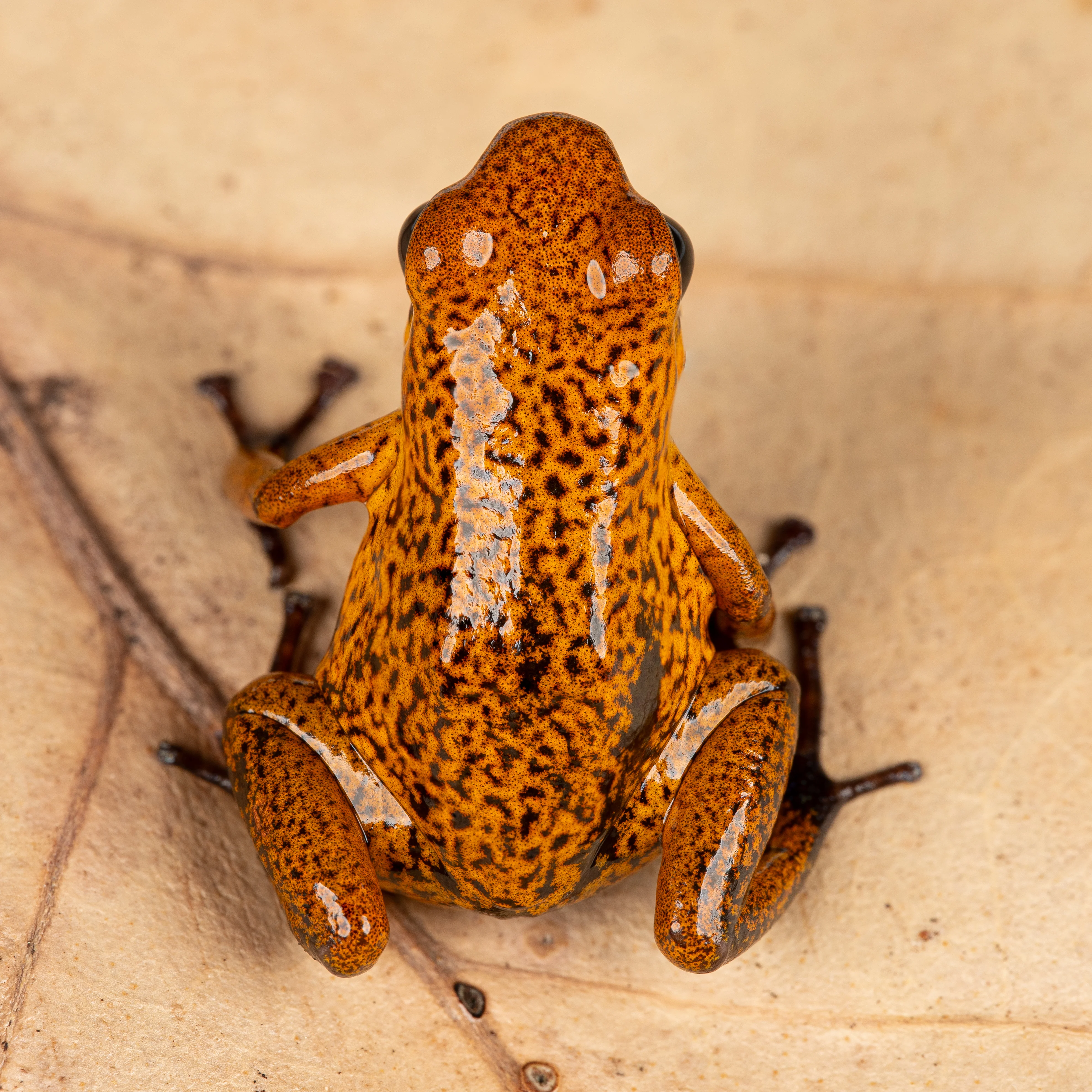 Oophaga pumilio "Las Tablas" - Image 2