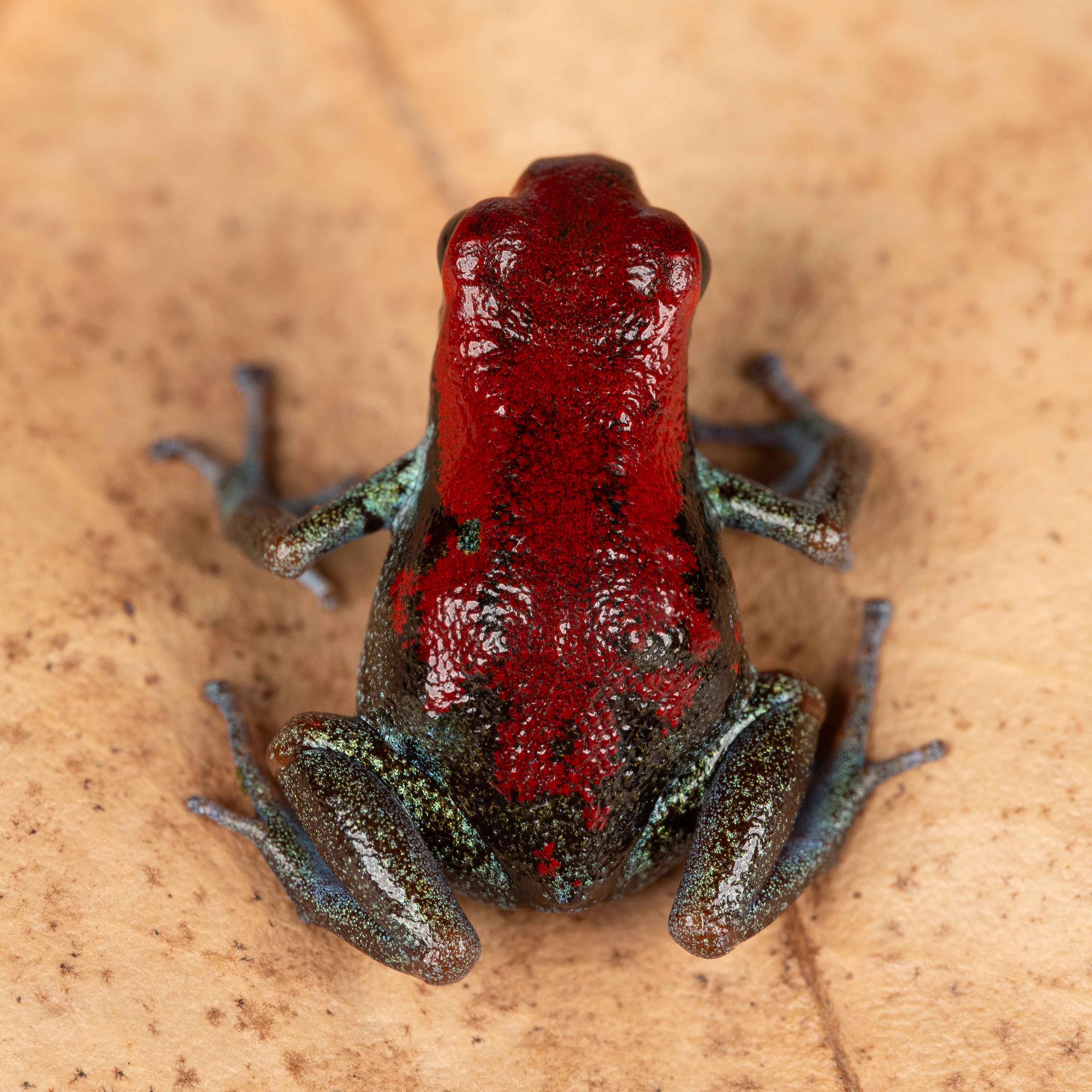 Oophaga pumilio "Nicky" - Image 2