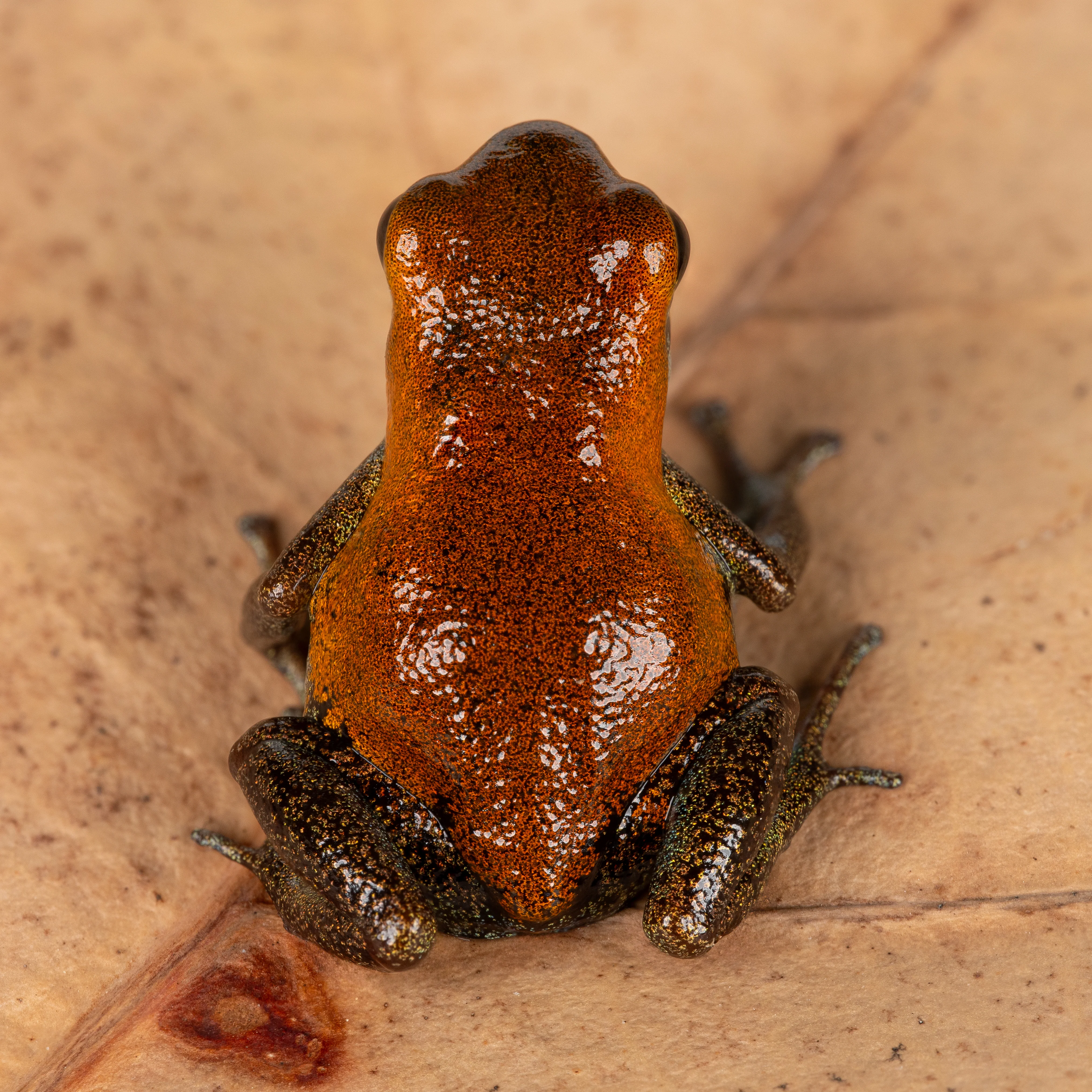 Oophaga pumilio "Nicky" - Image 6