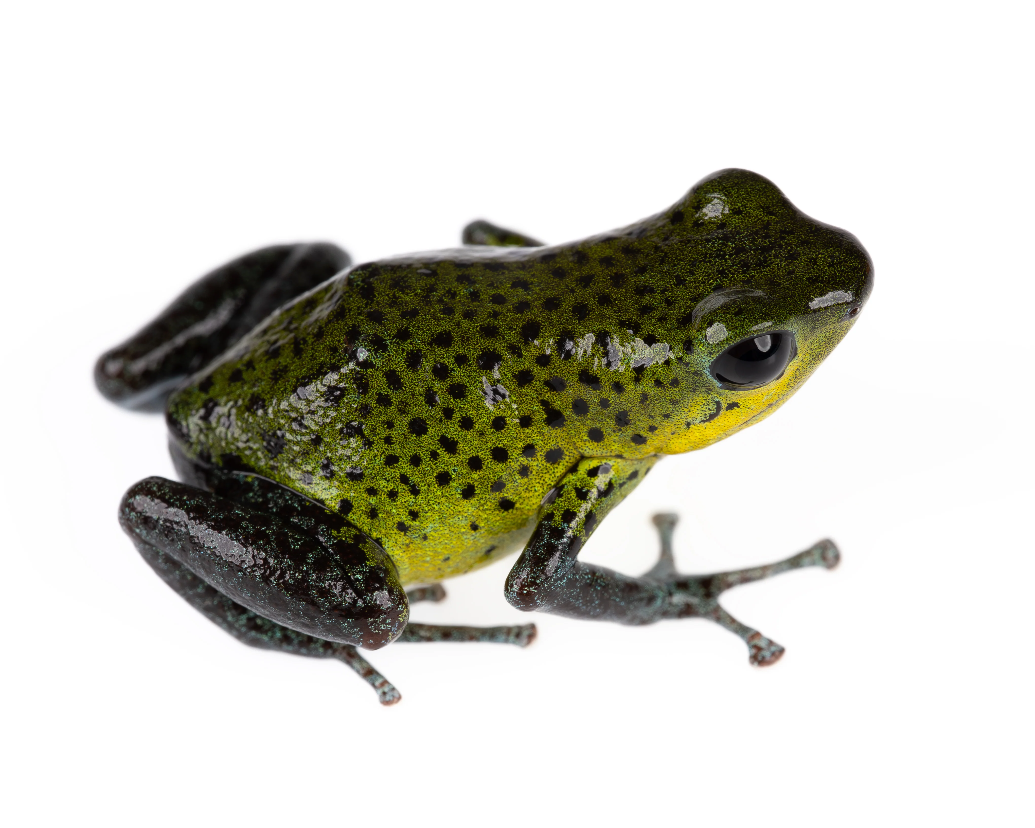 Oophaga pumilio "Punta Laurel"