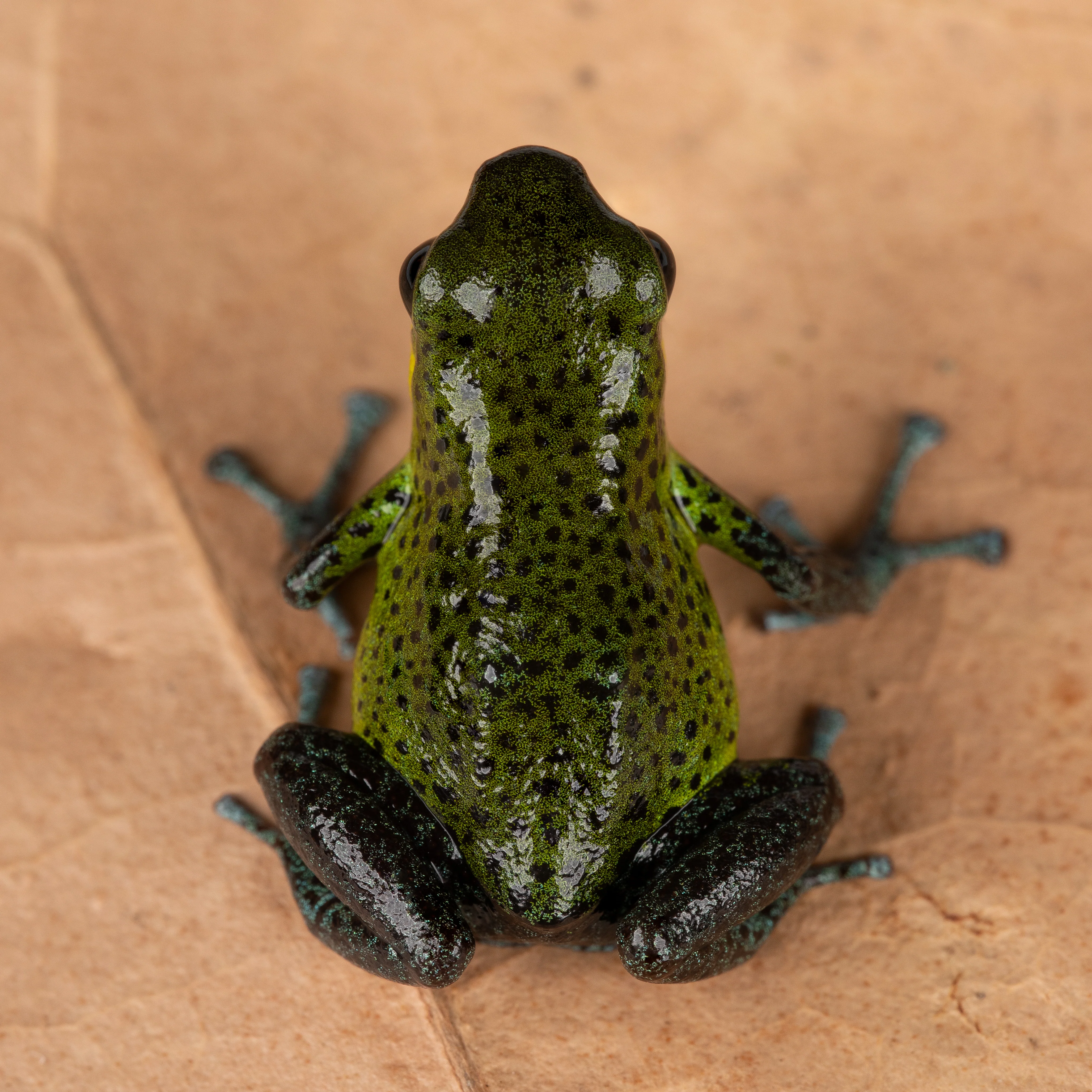 Oophaga pumilio "Punta Laurel" - Image 2