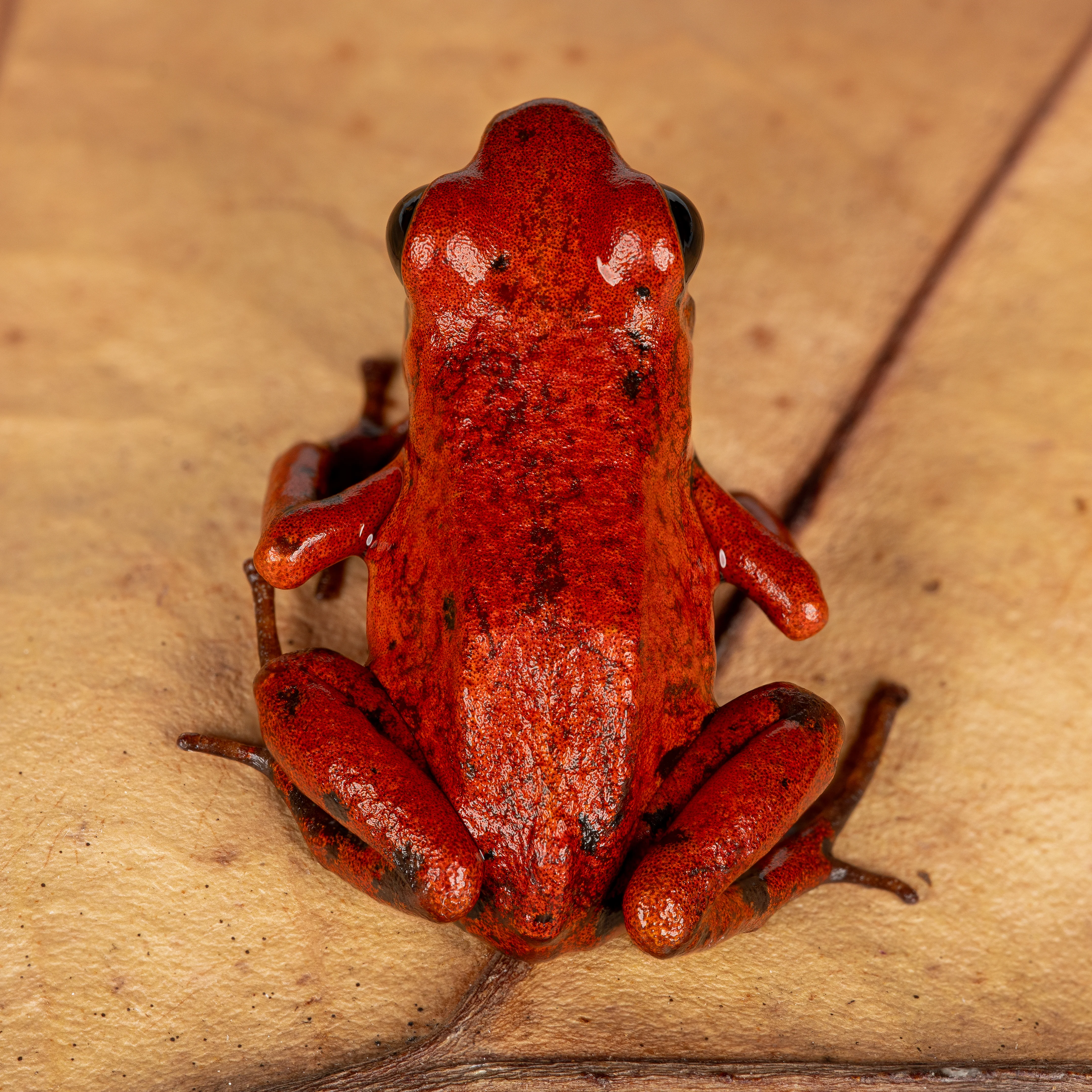 Oophaga pumilio "Puerto Viejo” - Image 2