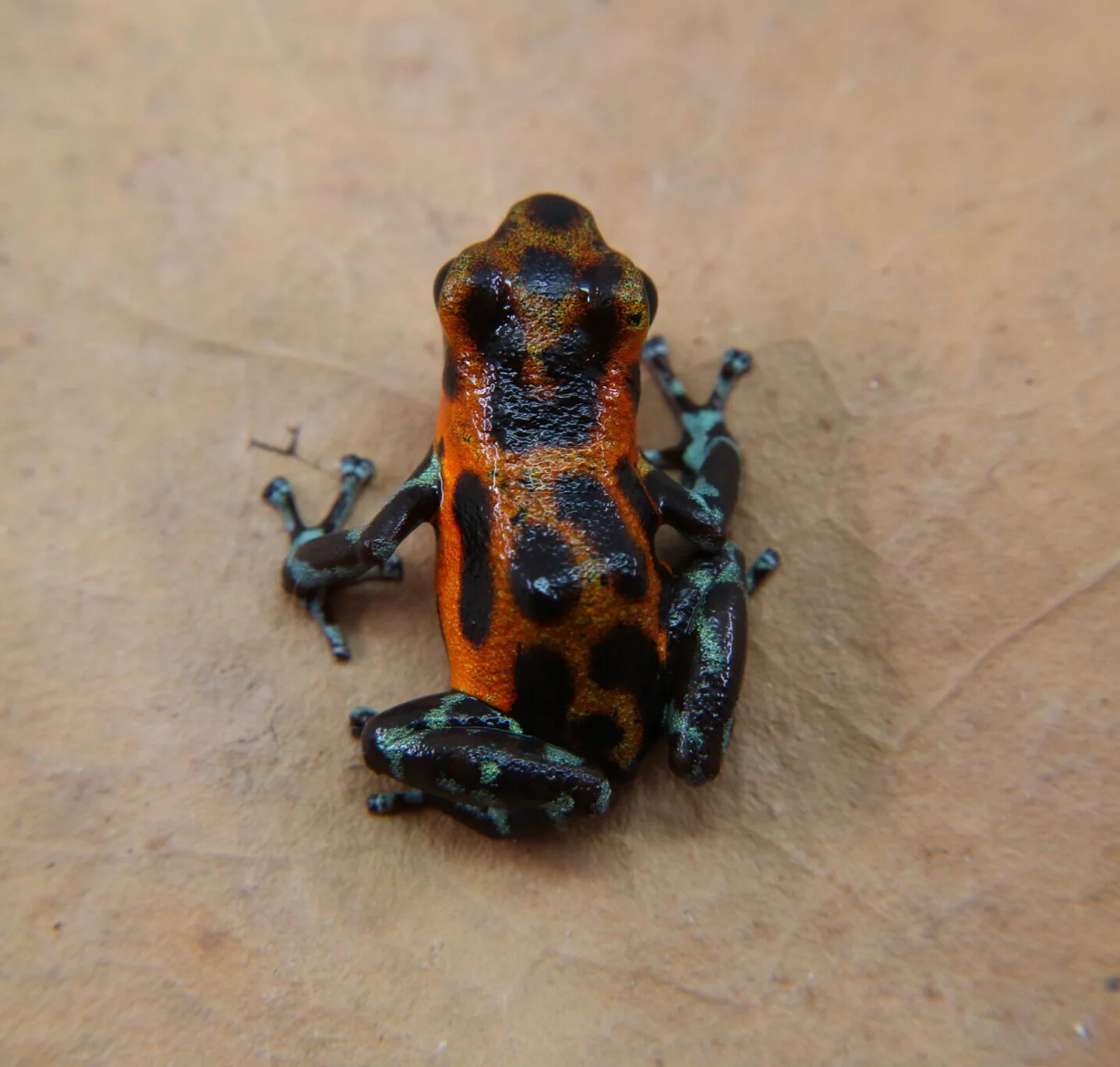 Oophaga pumilio "Quebrada Pitti" - Image 2