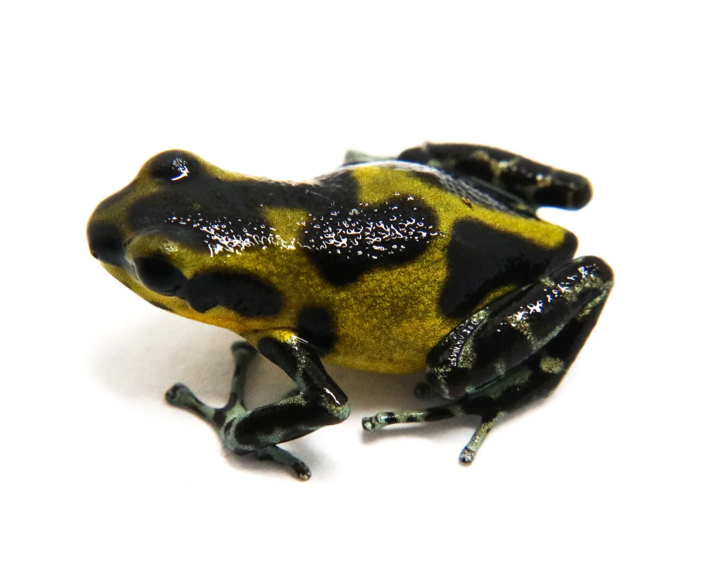 Oophaga pumilio "Rambala" - Redirects to Guarumo