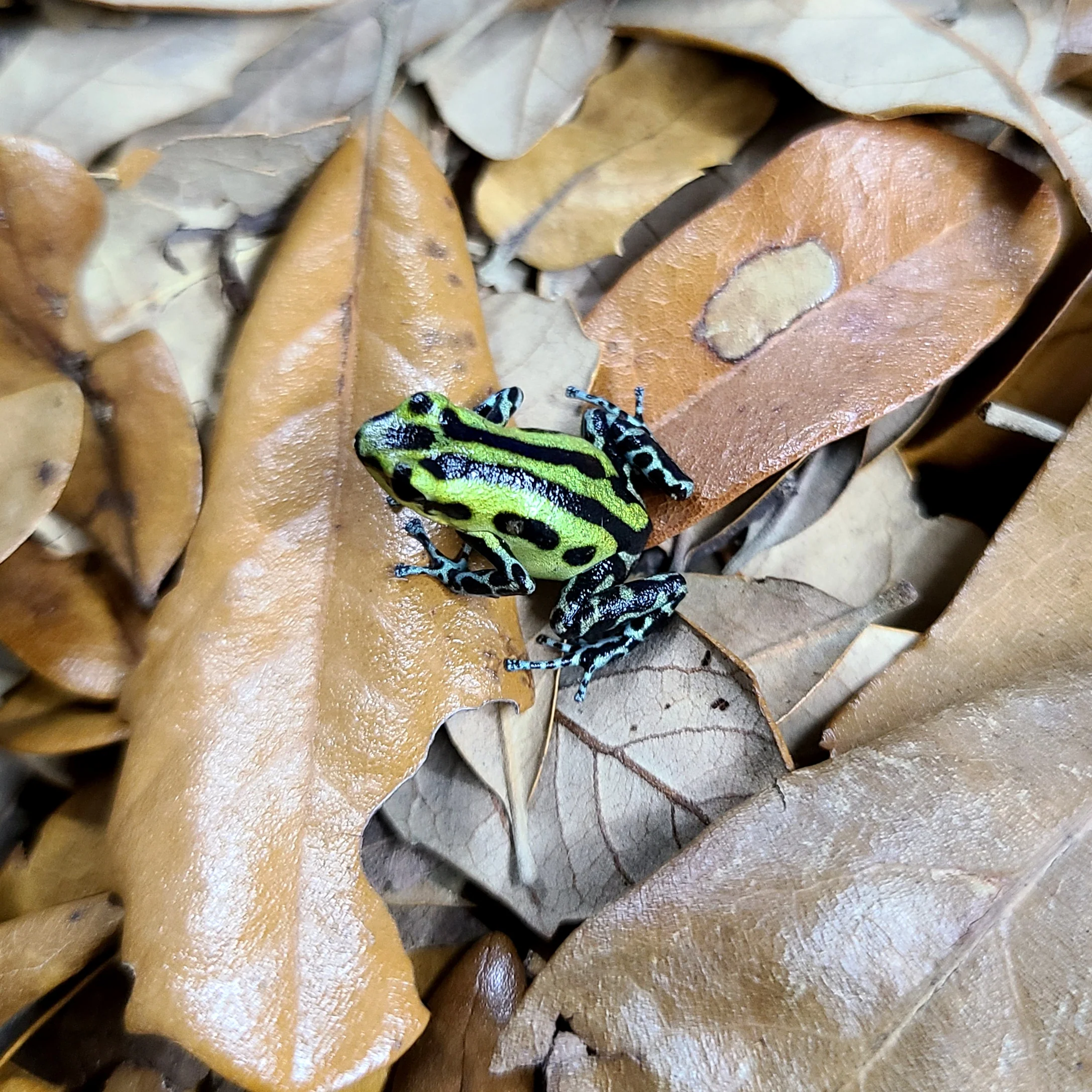 Oophaga pumilio "Rambala" - Redirects to Guarumo - Image 4