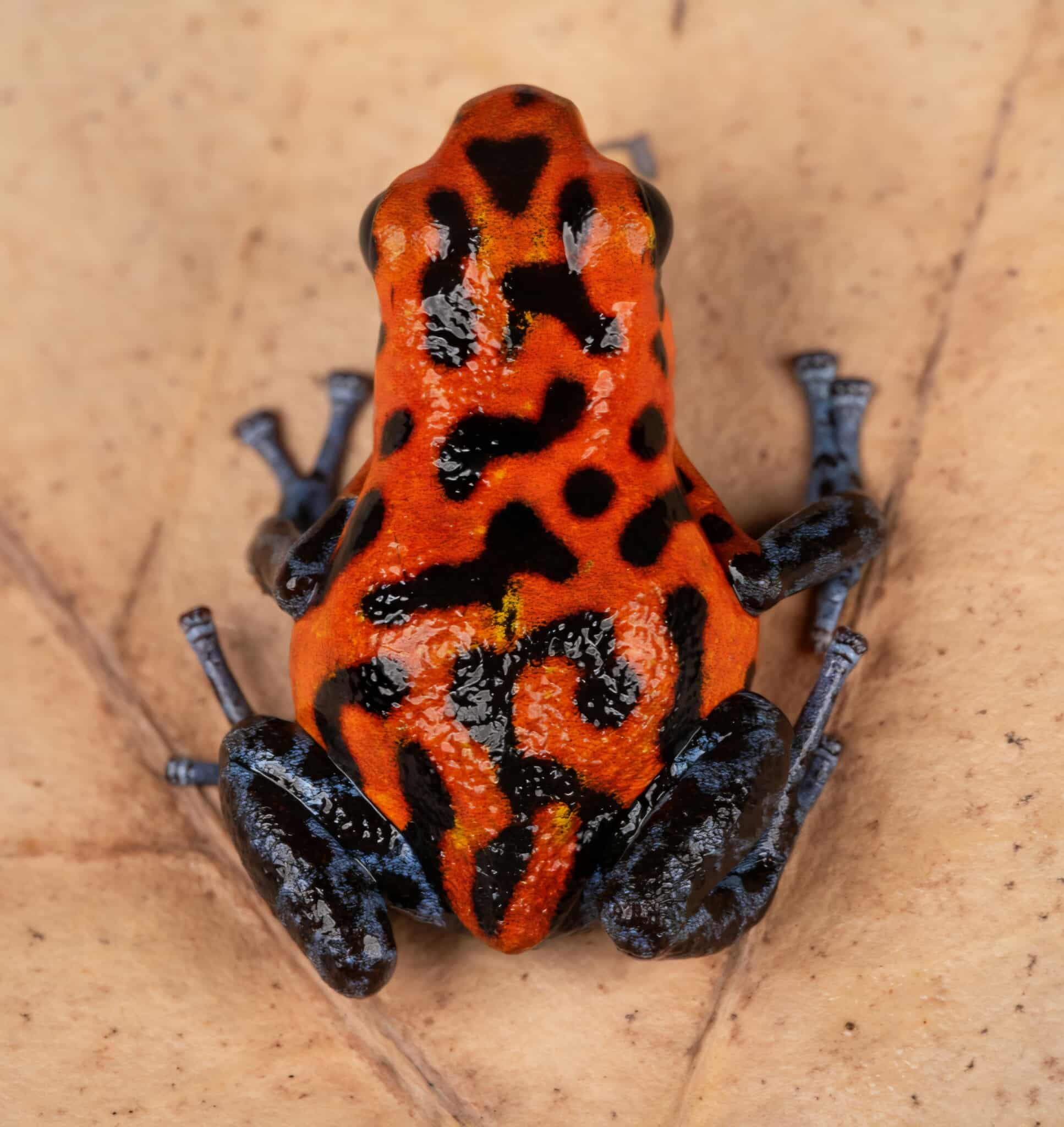 Oophaga pumilio "Rio Branco" - Image 2