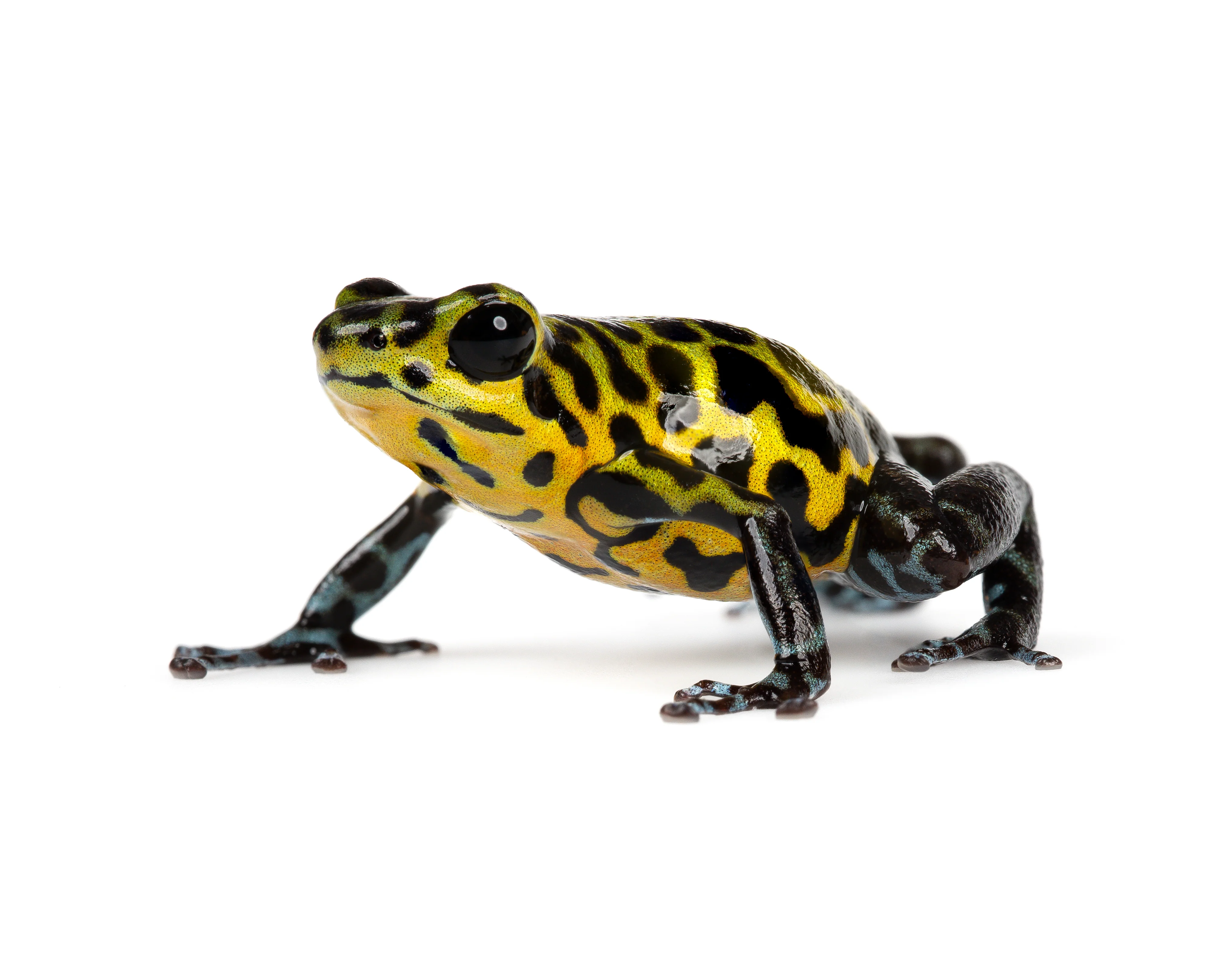 Oophaga pumilio "Rio Branco" - Image 5