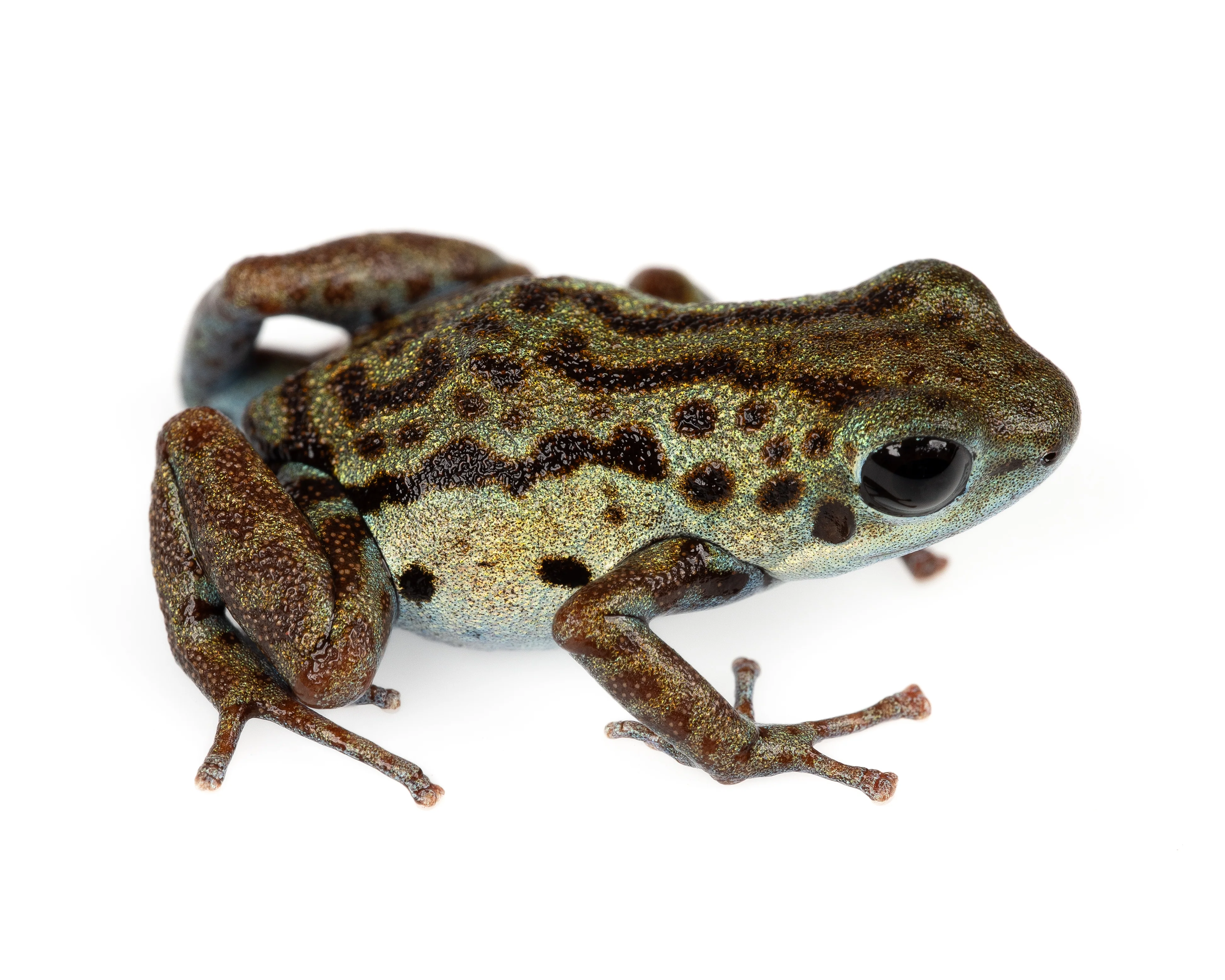 Oophaga pumilio "Rio Branco" - Image 6