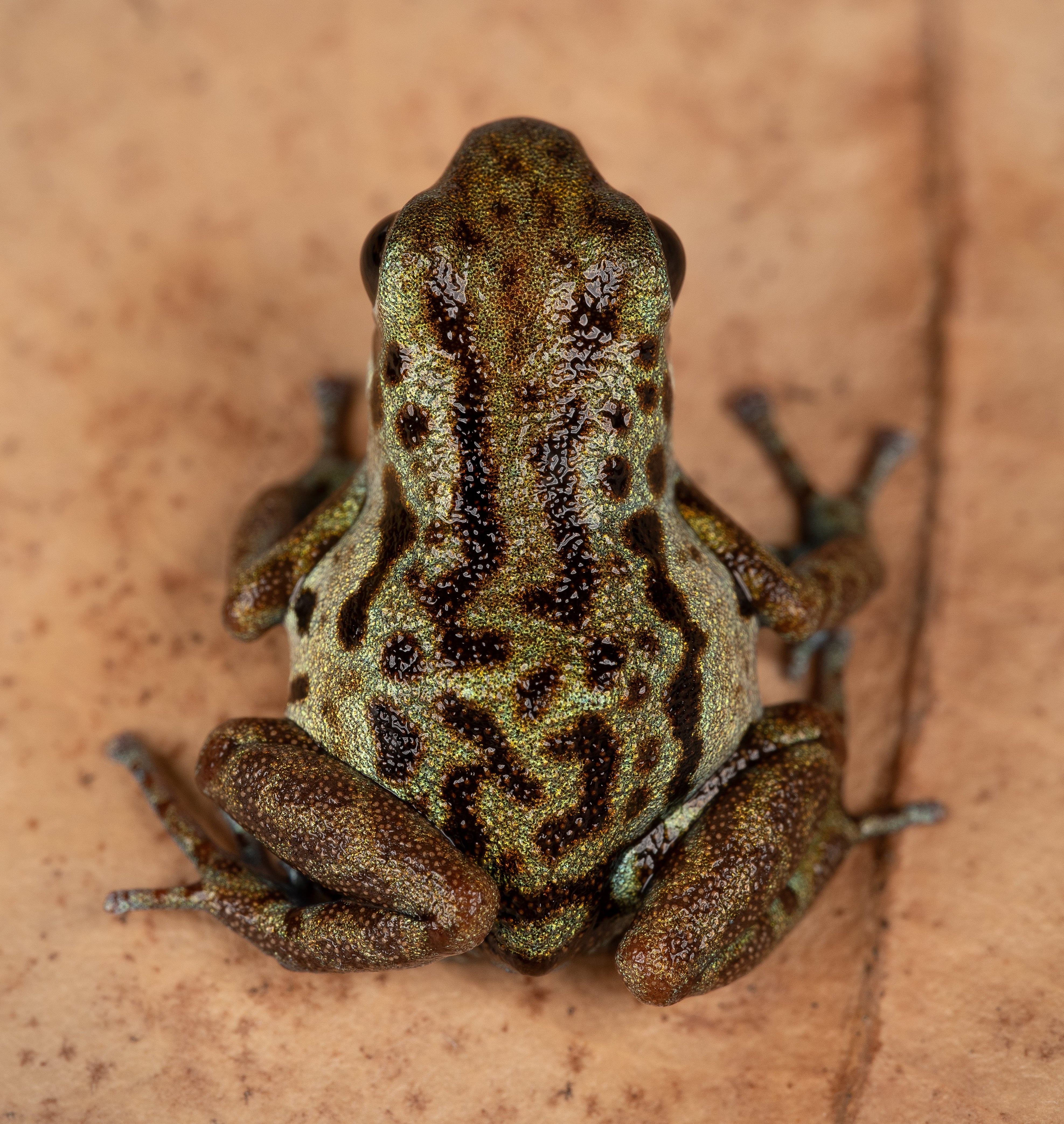 Oophaga pumilio "Rio Branco" - Image 7