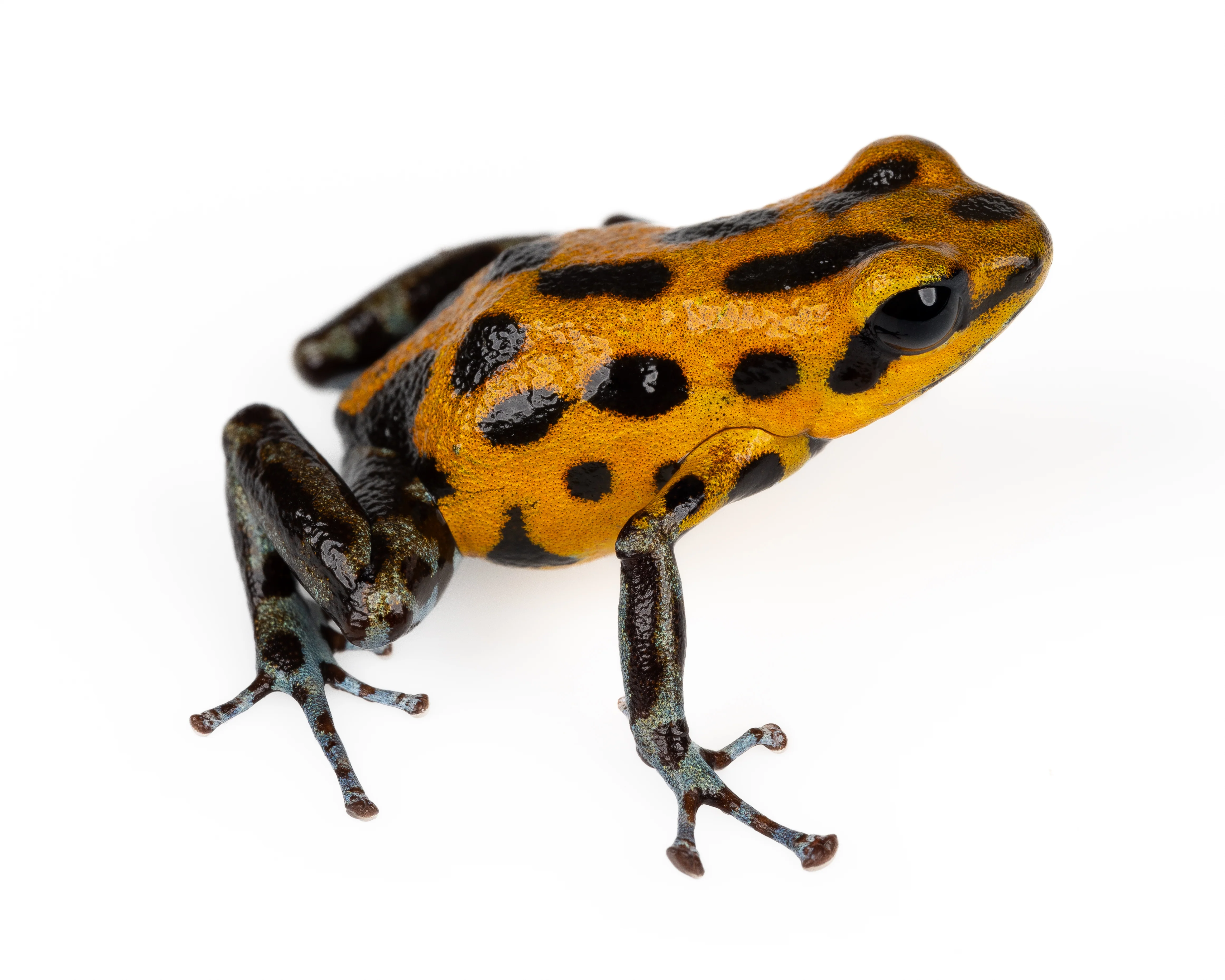 Oophaga pumilio "Rio Branco" - Image 8