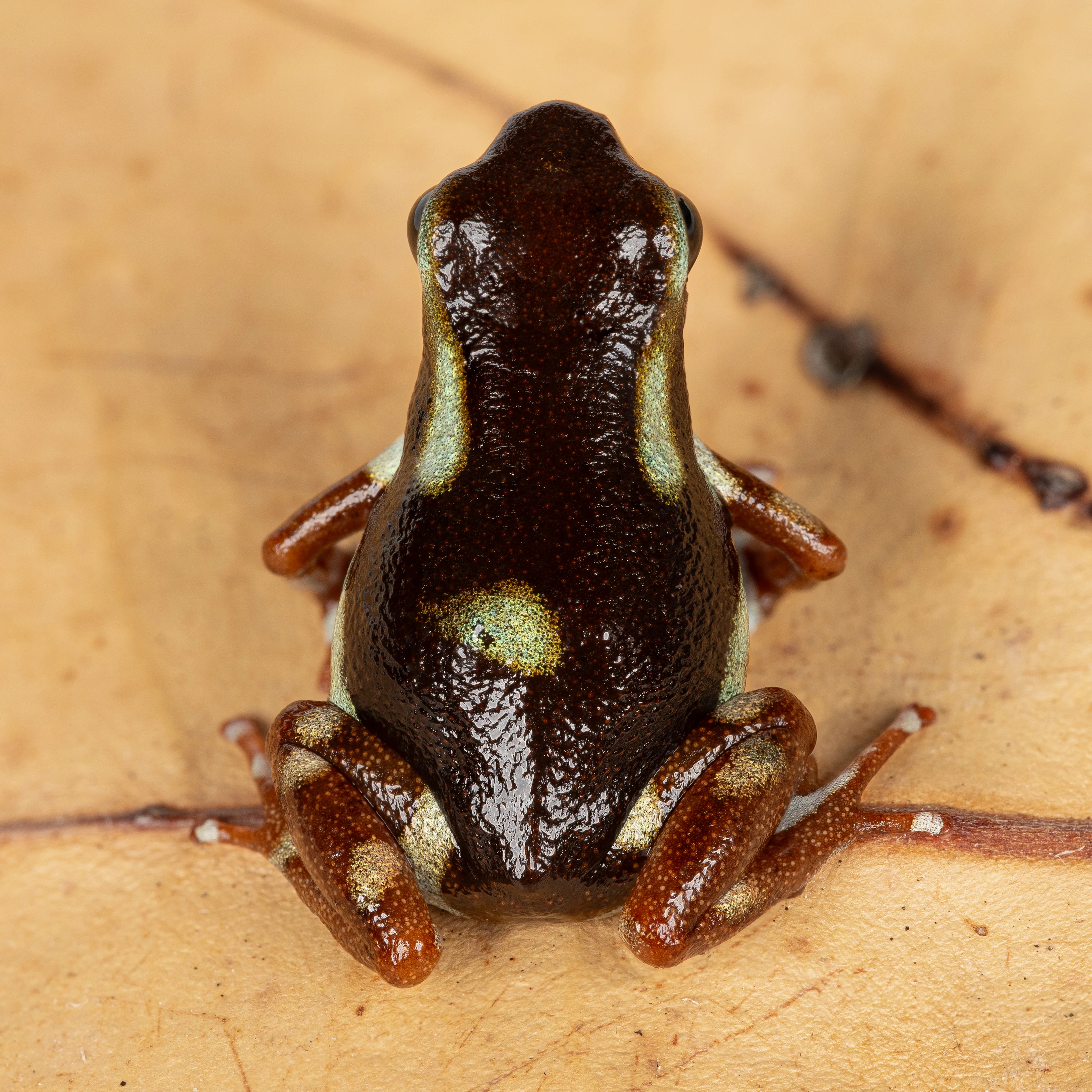 Oophaga pumilio "Robalo" - Image 2