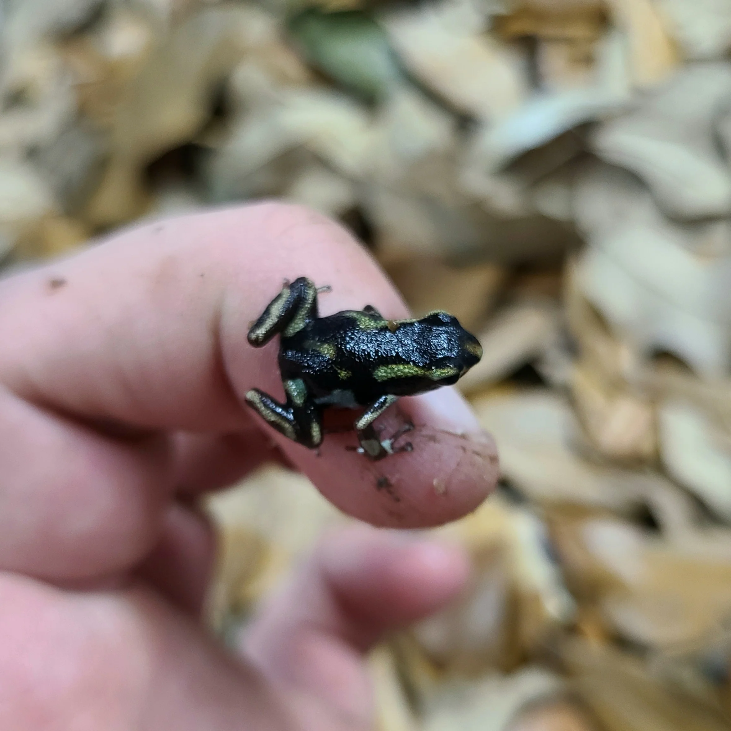 Oophaga pumilio "Robalo" - Image 4