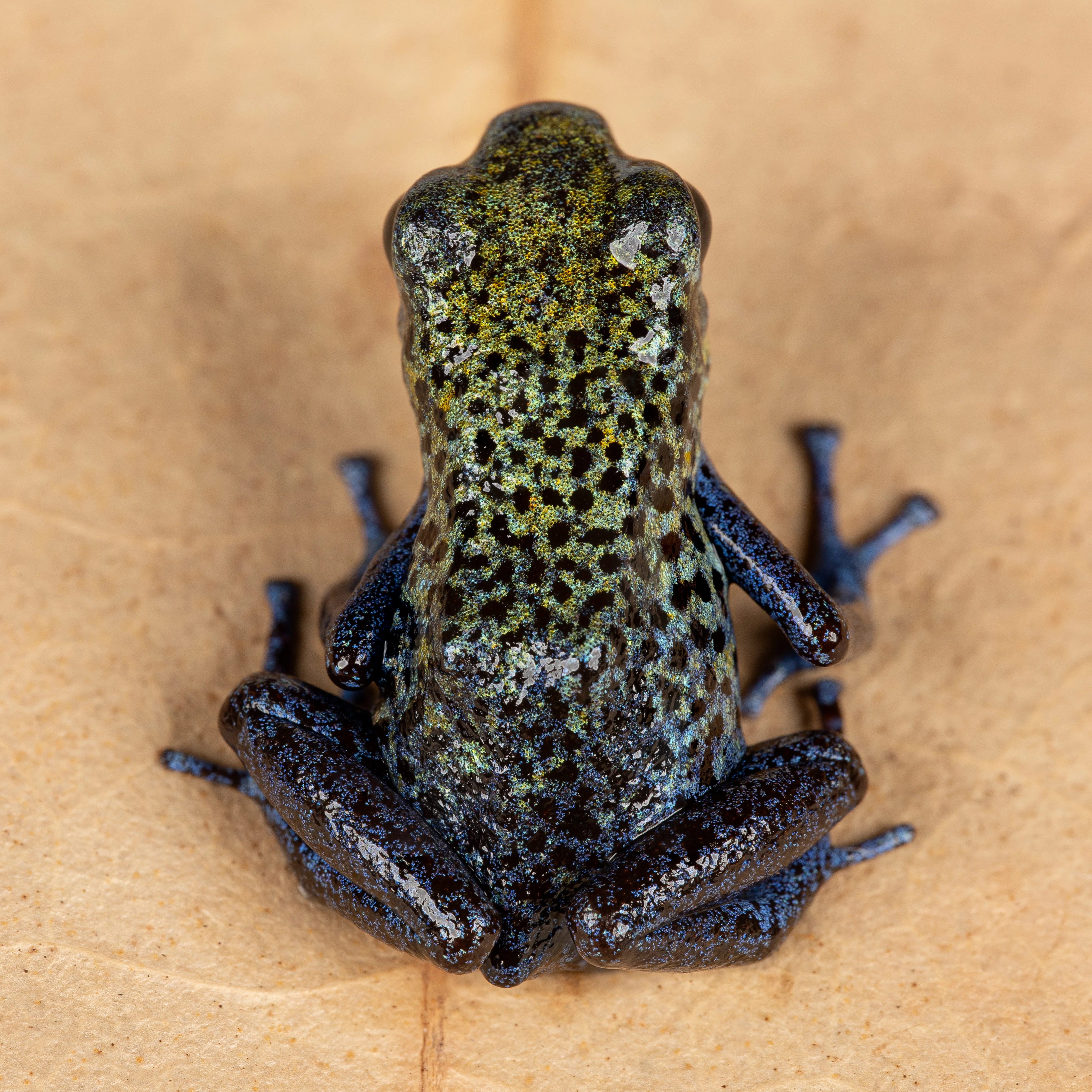Oophaga pumilio "Valle Del Rey" - Image 2