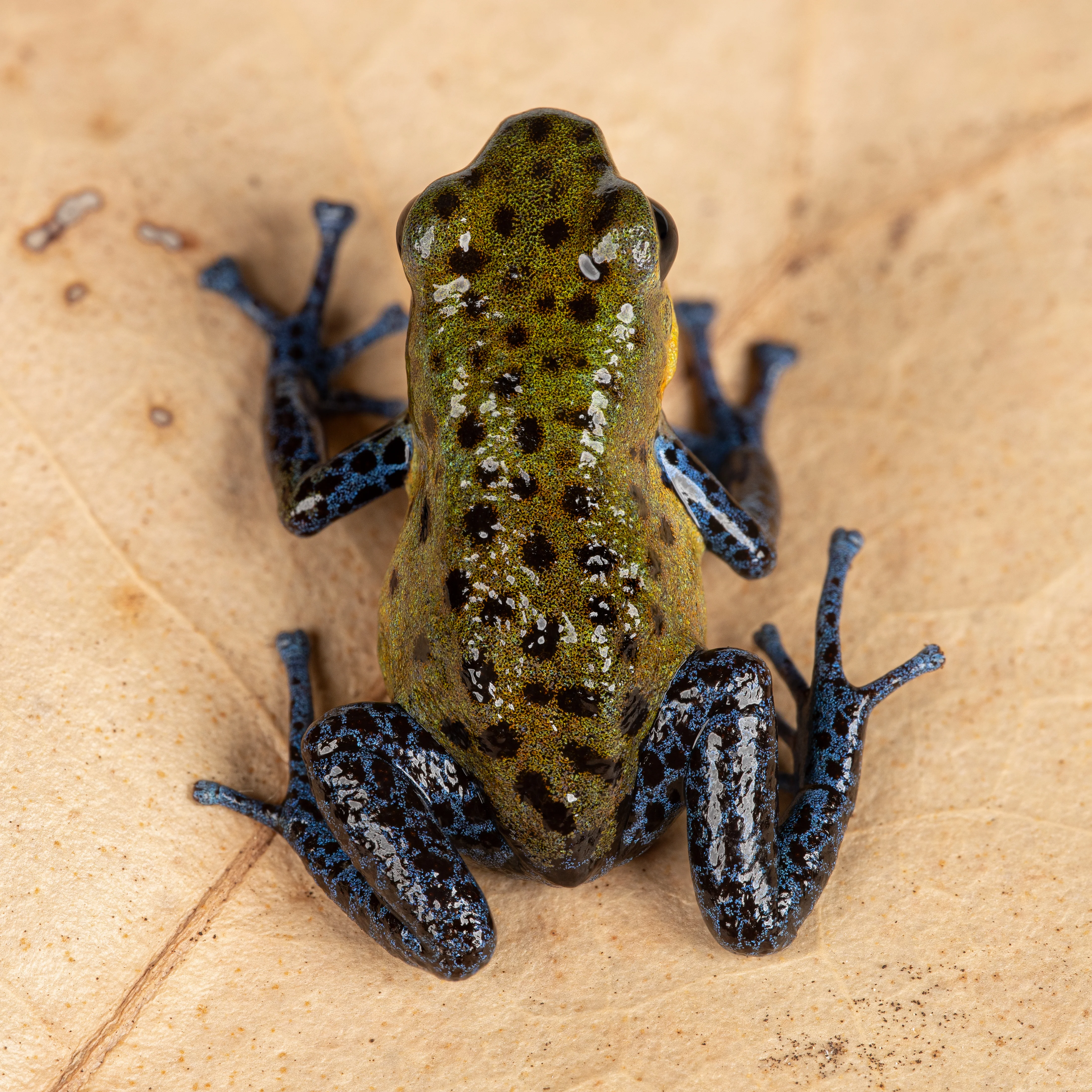 Oophaga pumilio "Valle Del Rey" - Image 4