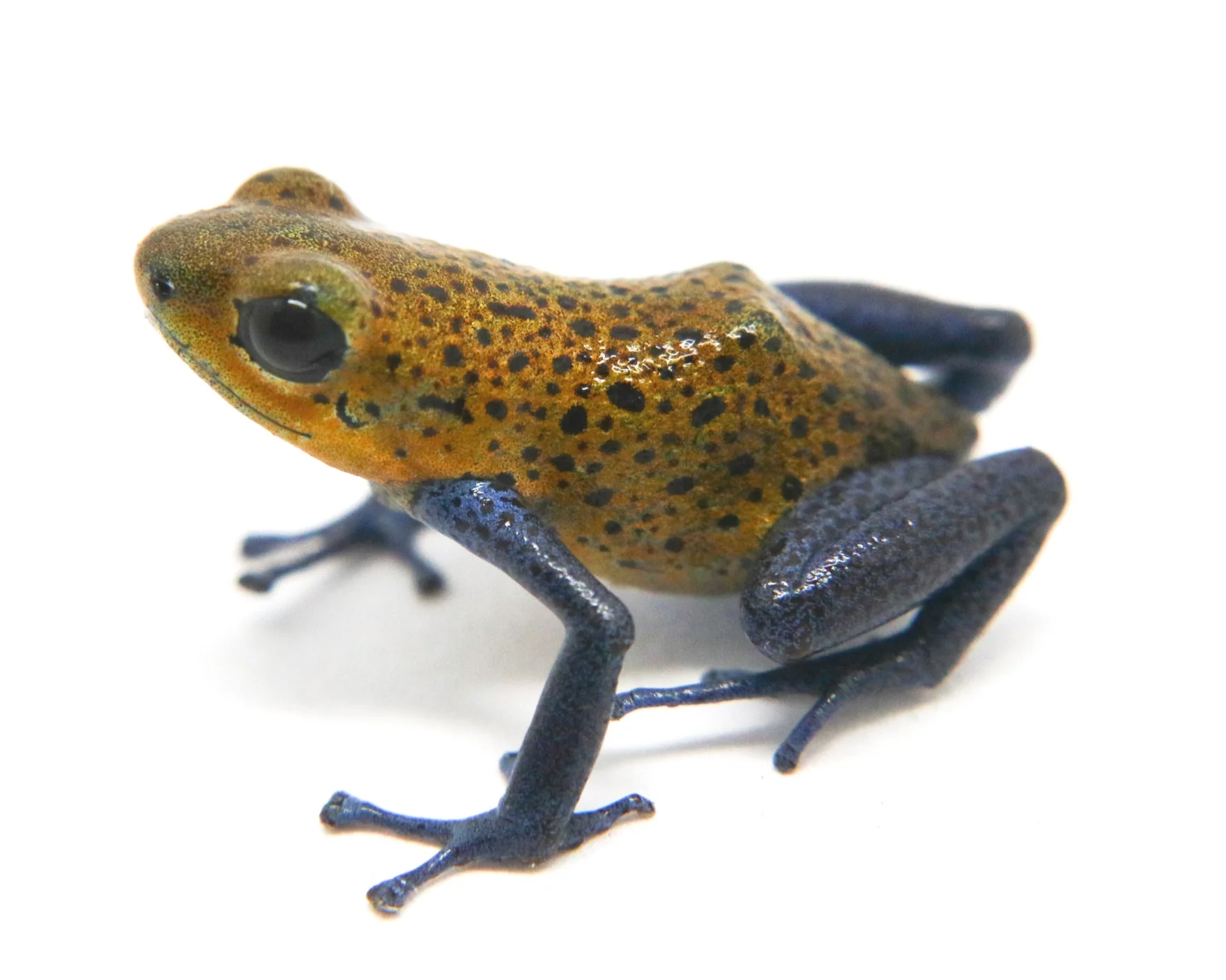 Oophaga pumilio "Valle Del Rey" - Image 5