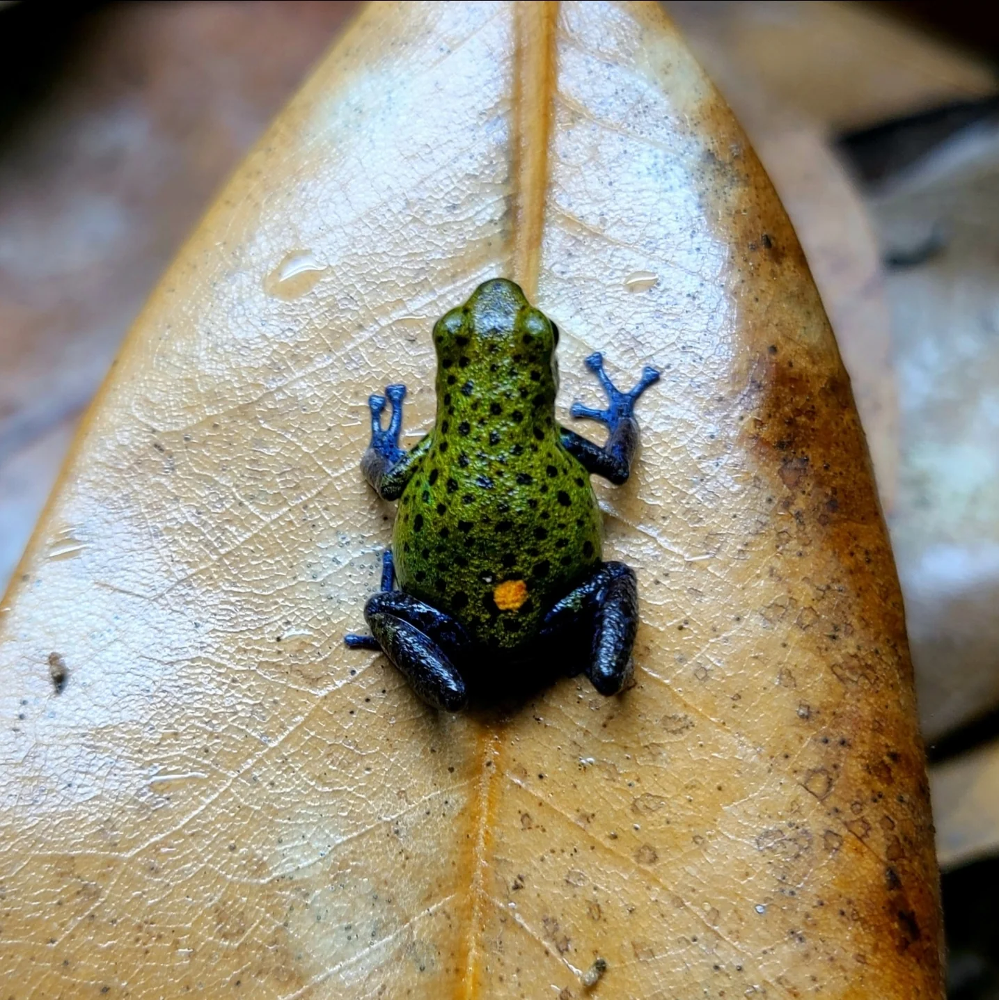 Oophaga pumilio "Valle Del Rey" - Image 8