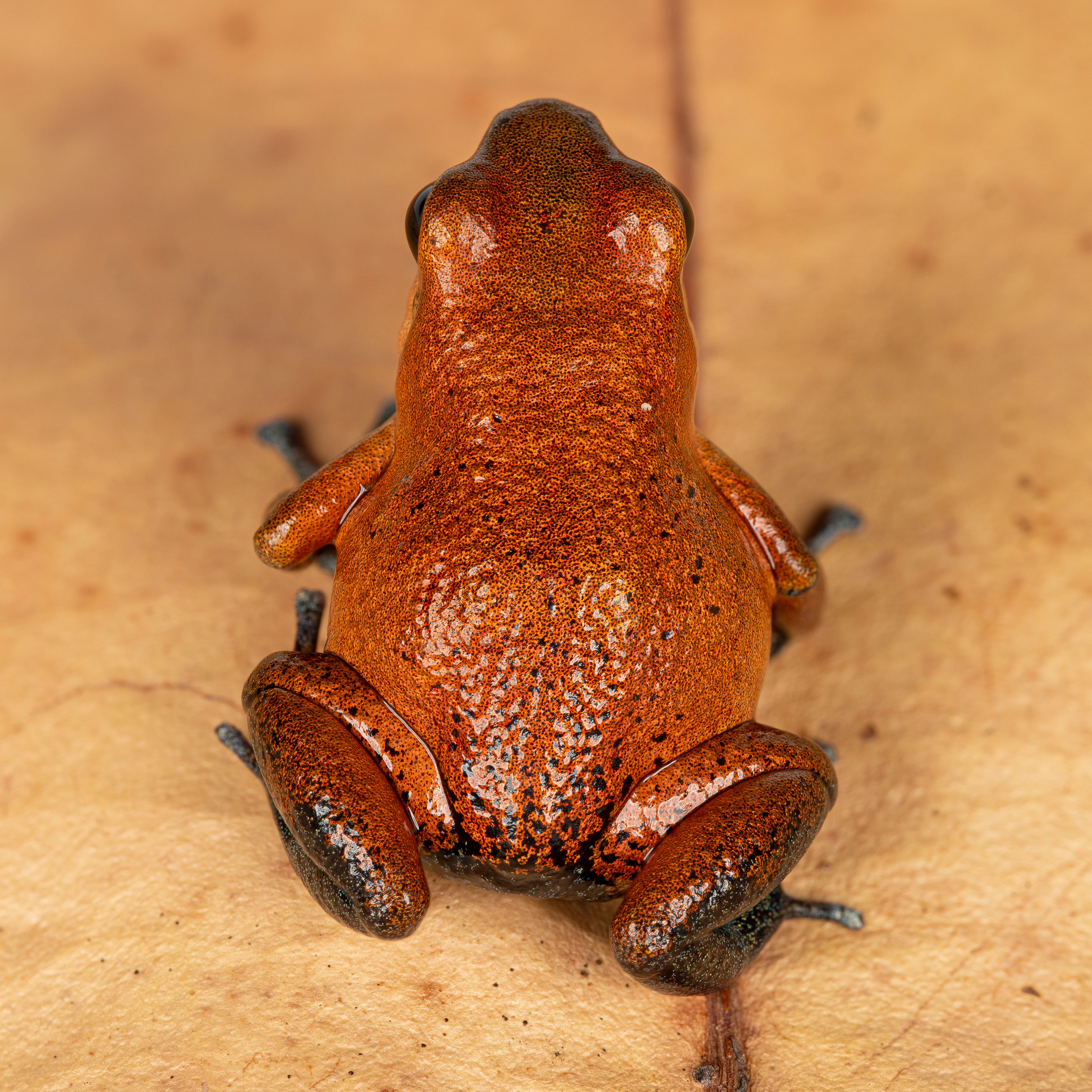 Oophaga pumilio "Vulture Point" - Image 3